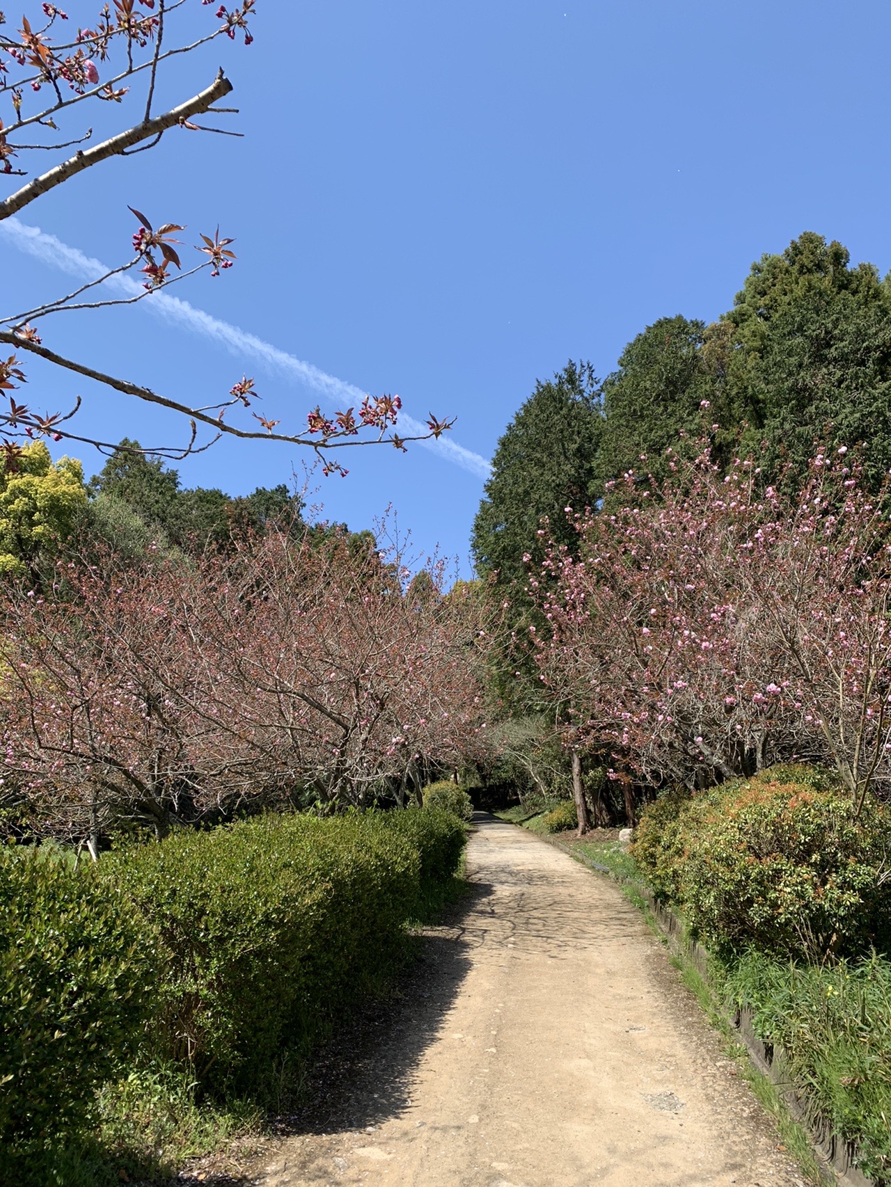 坂本八幡宮から 市民の森 花見散歩 Kazupikoさんの太宰府市の活動データ Yamap ヤマップ