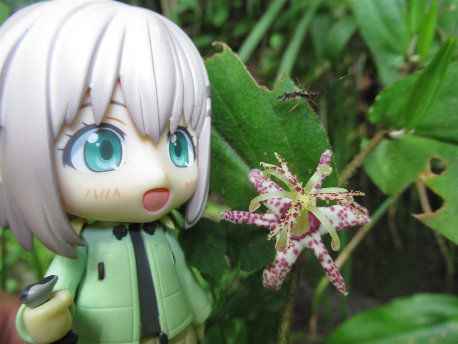 鶏足山 植物図鑑のような日記になってしまった 笑 なお さんの焼森山 鶏足山の活動データ Yamap ヤマップ