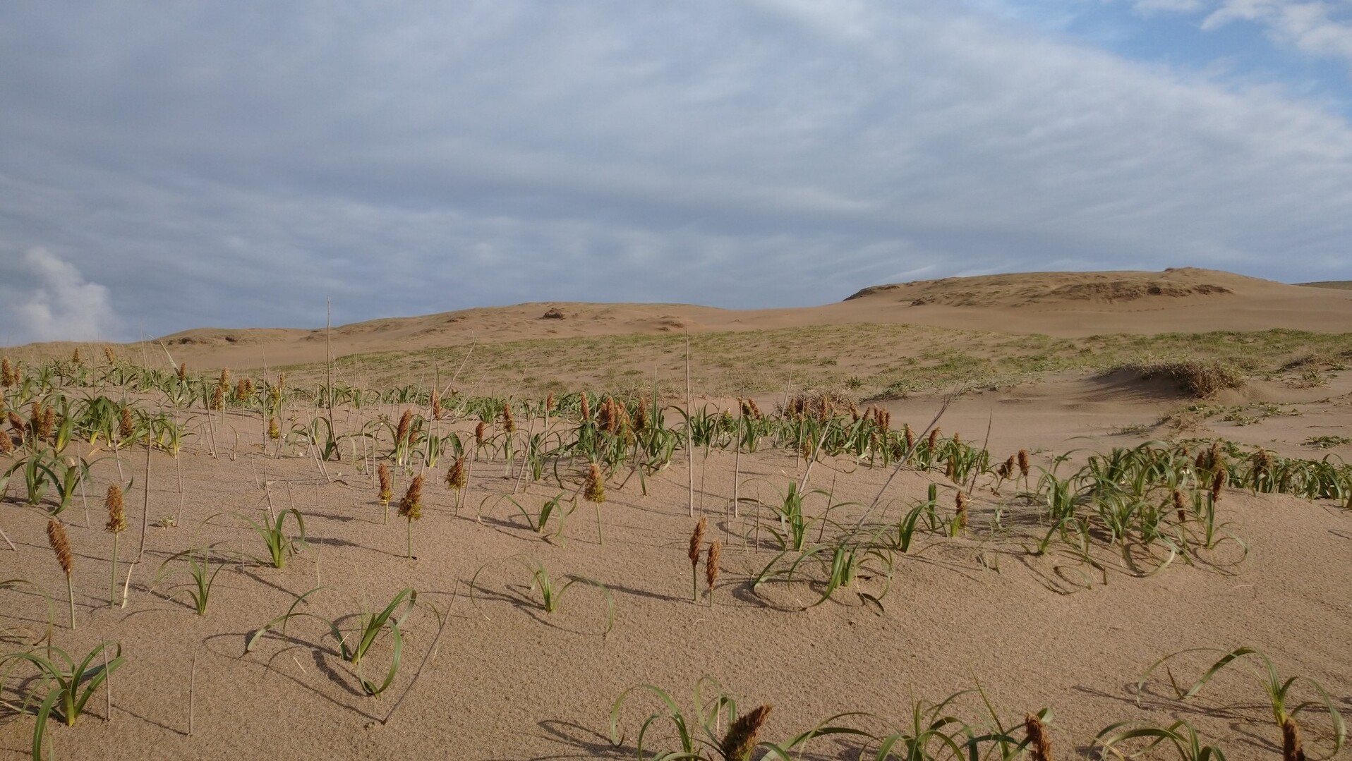 鳥取砂丘 雨上がりのお散歩 岳るさんの久松山 本陣山 摩尼山の活動データ Yamap ヤマップ