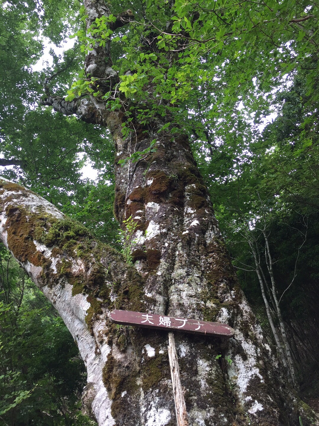 九州脊梁山脈縦走トレラン たかのりさんの九州脊梁山脈トレイルラン In 山都町の活動データ Yamap ヤマップ