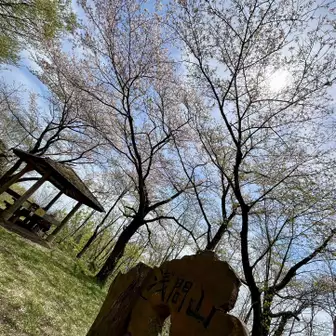 浅間山⛰️196m🌳こちらも桜が満開です🌸✨