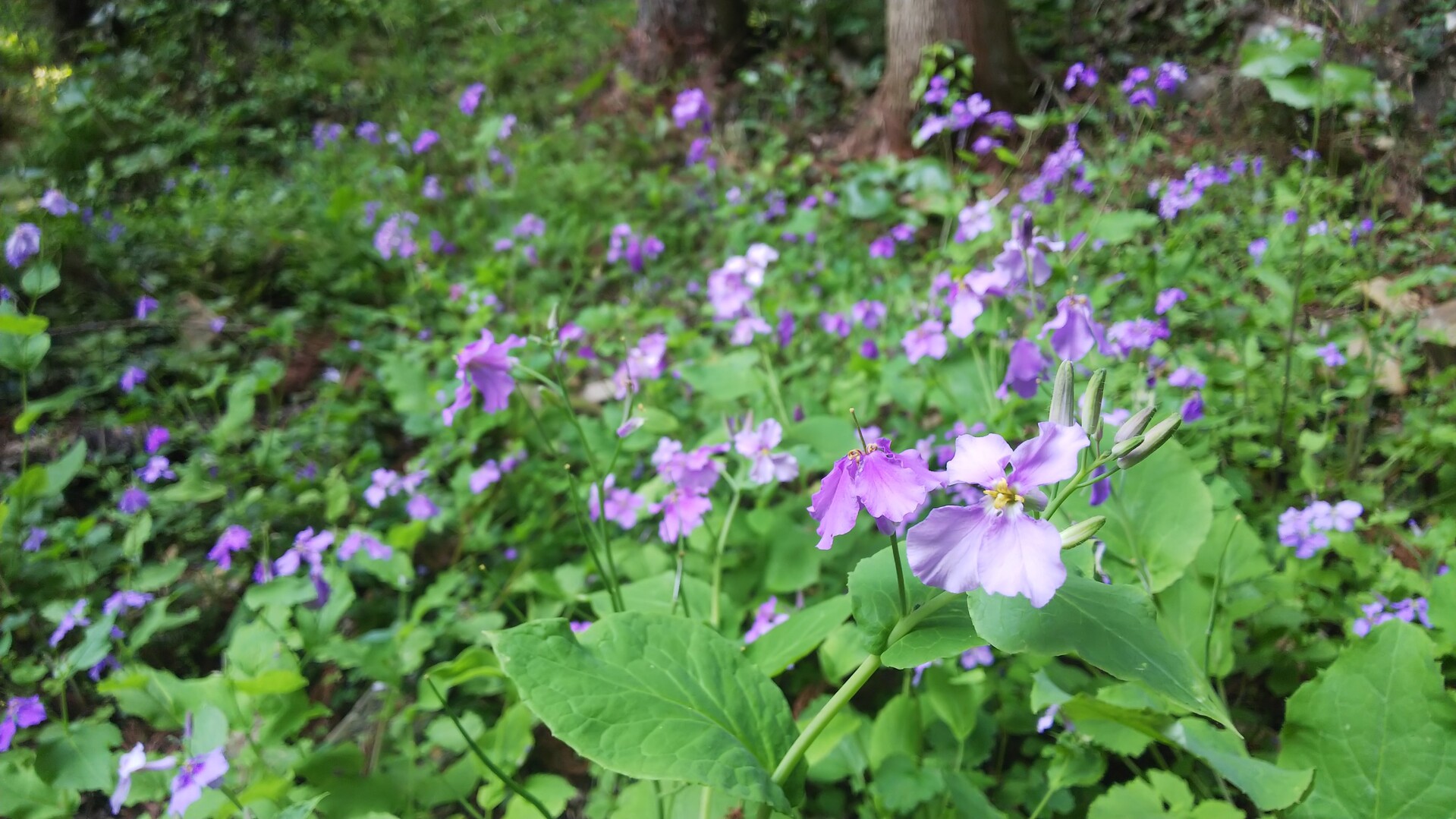 権現山を中腹まで 19 04 22 皿倉山 花尾山 帆柱山の写真2枚目 ハマダイコンに雰囲気が似てると思ったら Yamap ヤマップ