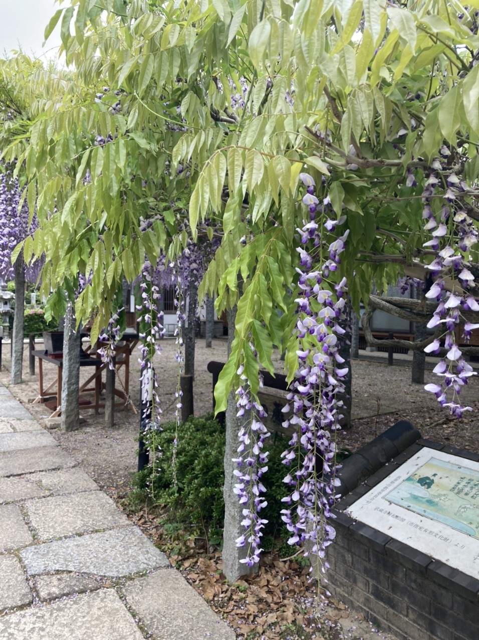 武蔵寺の藤を見て天拝山へ Snさんの天拝山 基山の活動データ Yamap ヤマップ