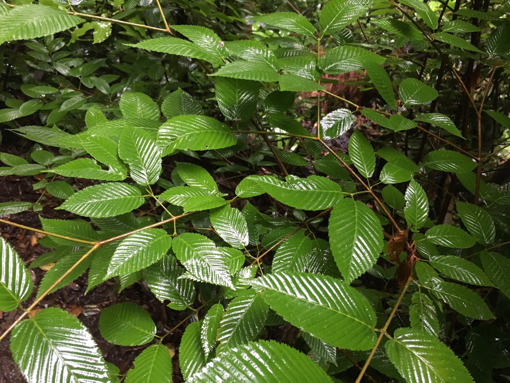 高尾山で樹木観察歩き 復習 Gotofishingさんの高尾山 陣馬山 景信山の活動日記 Yamap ヤマップ
