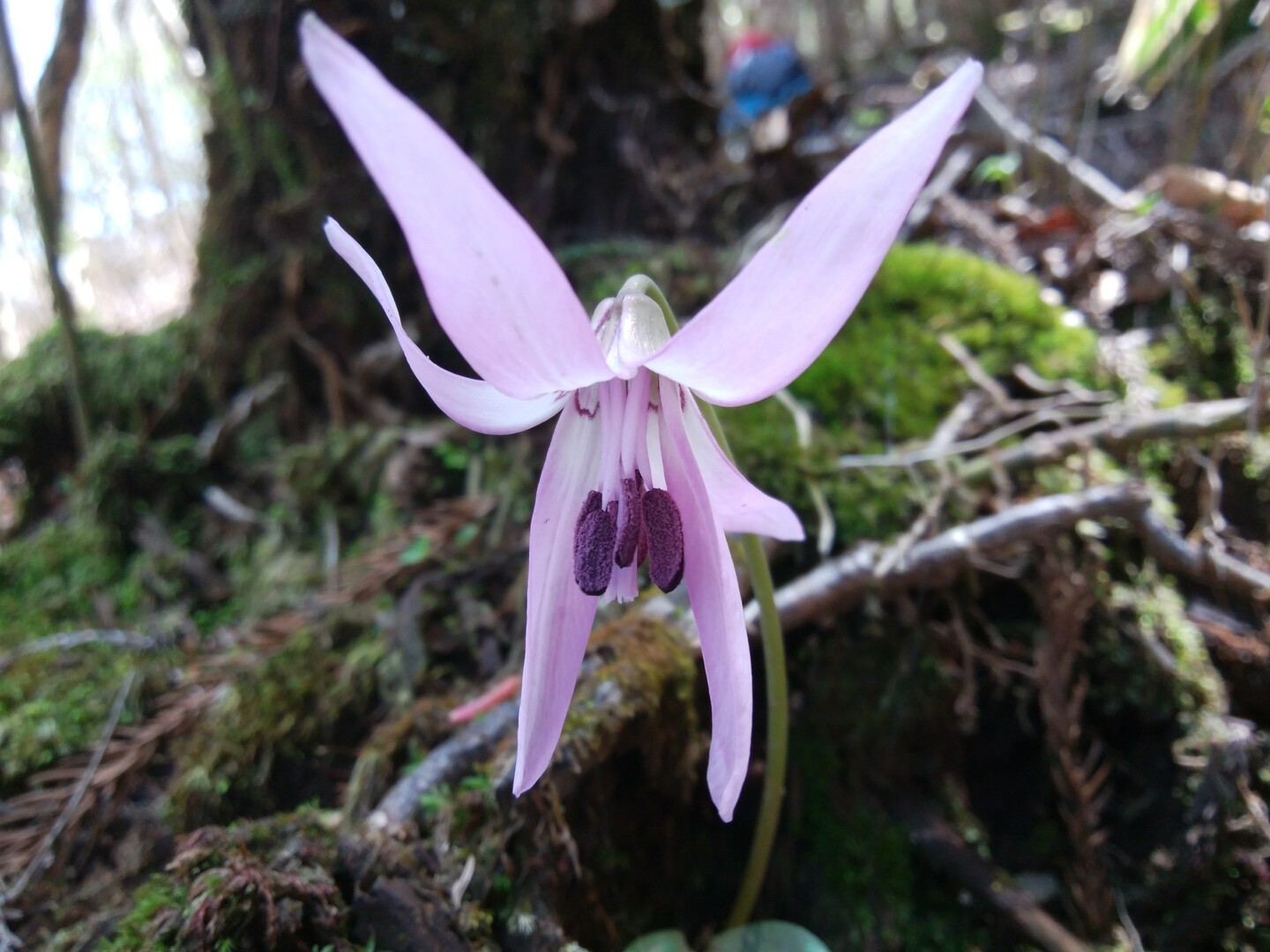 カタクリの花に会いたくて 熊本の雁俣山 京丈山に えのさんの大金峰 小金峰の活動データ Yamap ヤマップ