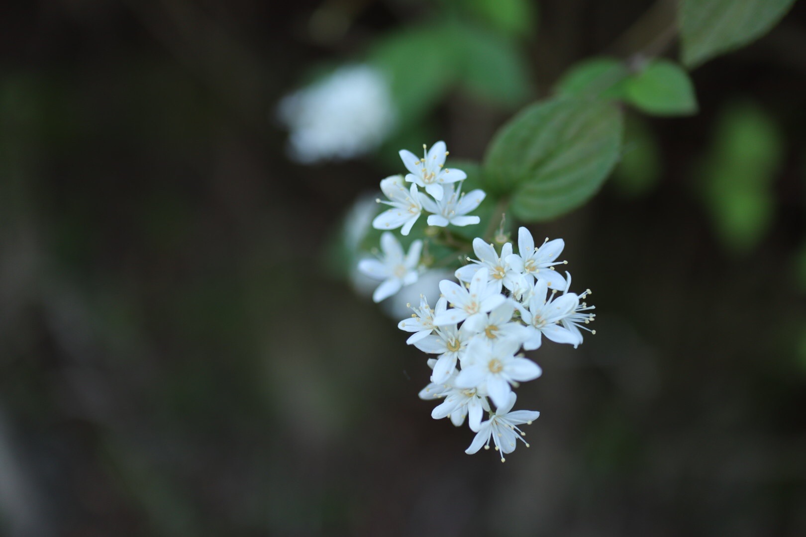 メェェェちゃん居留守 の巻 岳女ハムストりんこさんの天円山の活動日記 Yamap ヤマップ