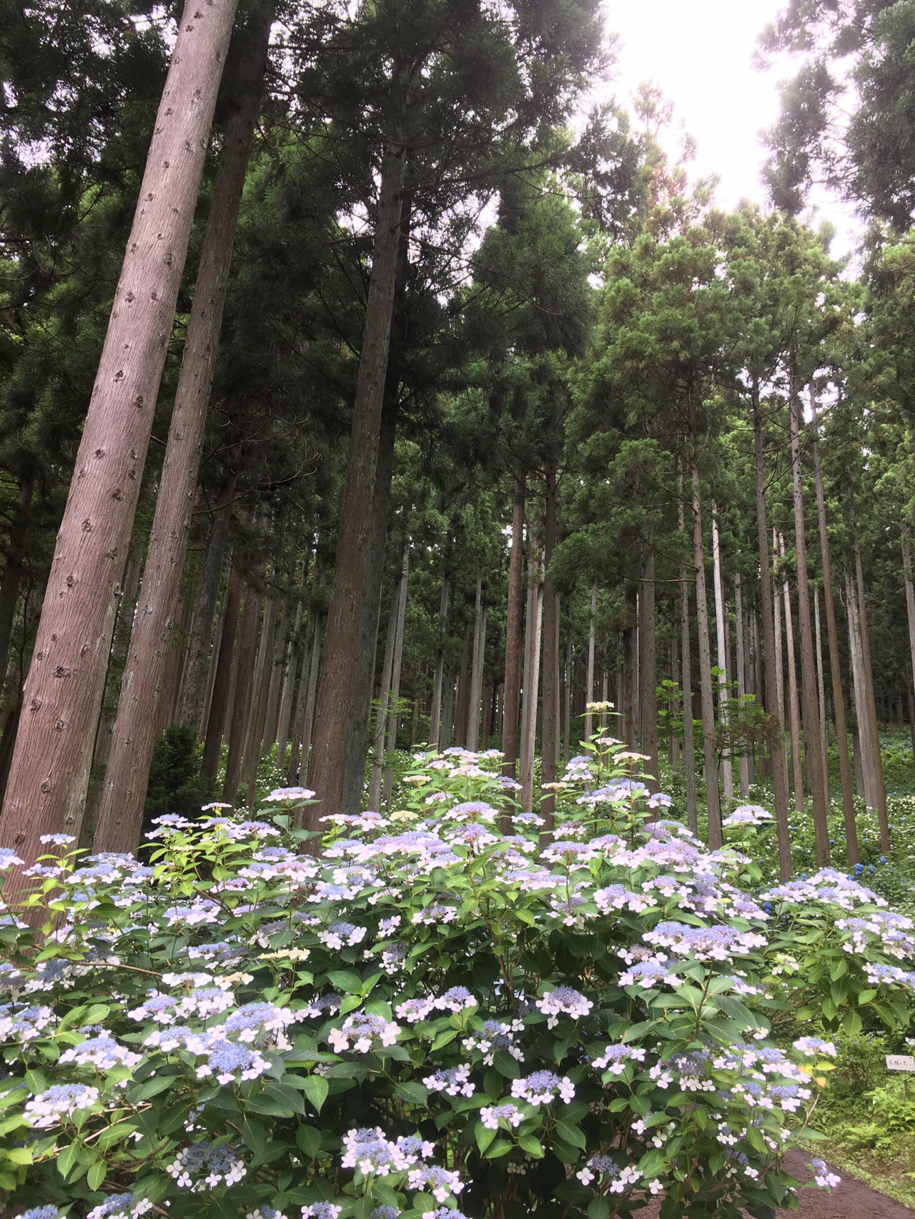 一関 東山みちのくあじさい園 でっちゃんさんの一関市 平泉町の活動データ Yamap ヤマップ