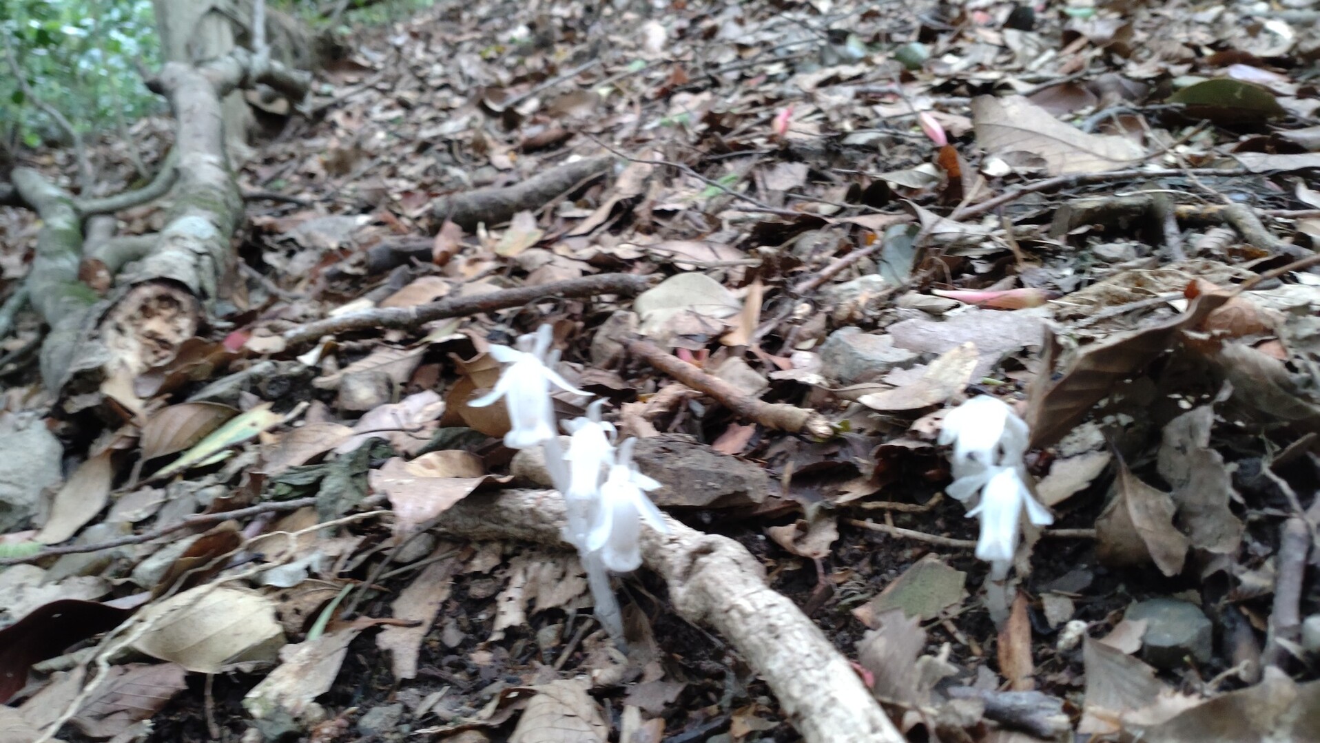 北九州市は、福岡市と同じく九州の玄関口と... / きのぴびーさんのモーメント YAMAP / ヤマップ