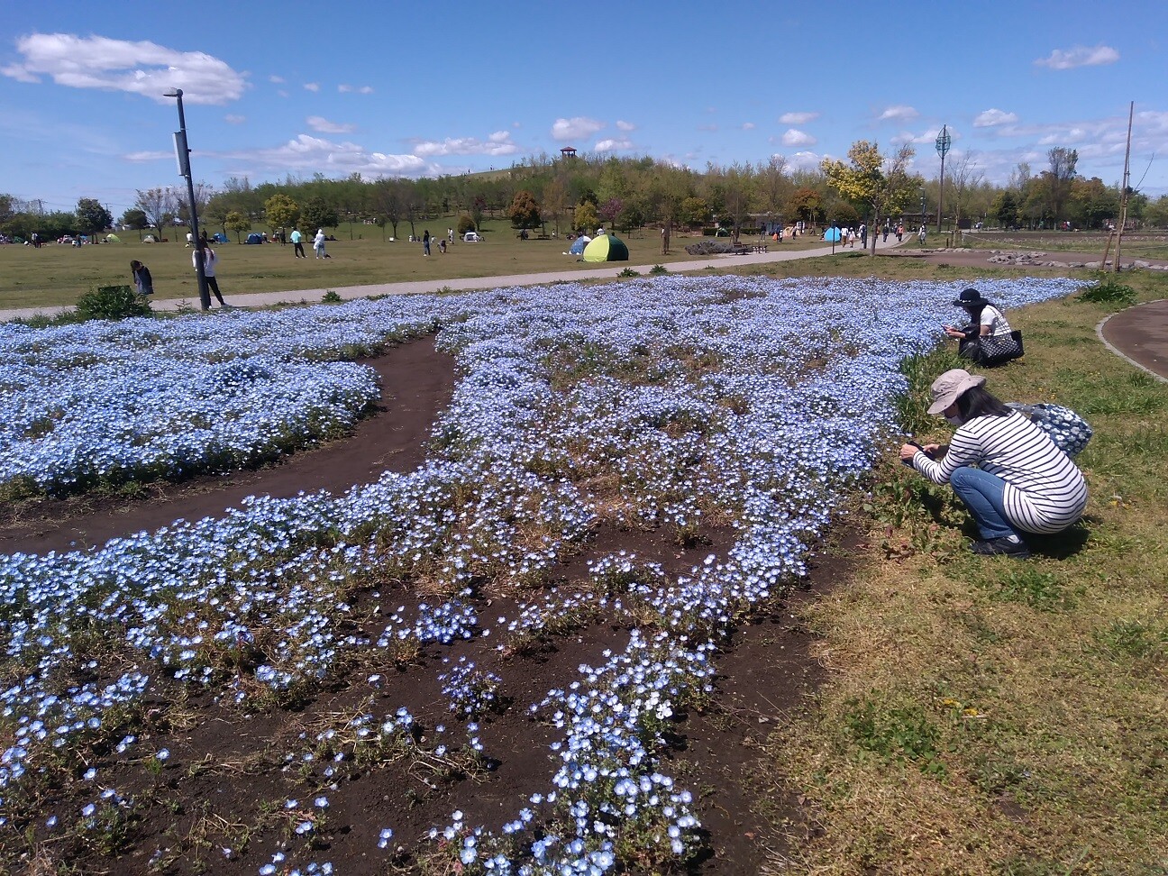 まつぶし緑の丘公園 ブルルさんの松伏町の活動日記 Yamap ヤマップ