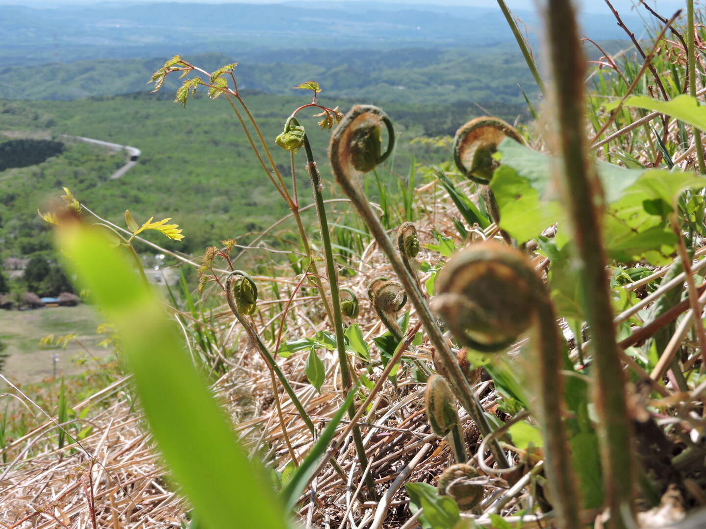 泉ヶ岳 山菜採り の ハイキング おおそねさんの船形山 御所山 泉ヶ岳 蛇ヶ岳の活動データ Yamap ヤマップ