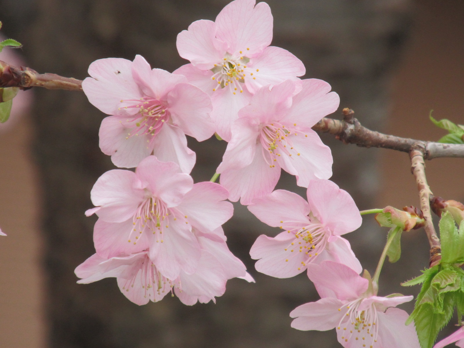 山に行こう思うたら 目が痒い 鼻がムズムズ で ここに オリンピック お台場海浜公園の河津桜 武甲さんさんの東京都23区 南エリアの活動データ Yamap ヤマップ