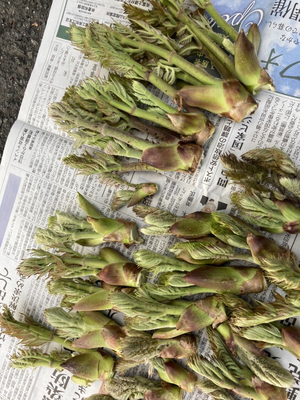 春は山菜採り 秋はきのこ狩り 合間を縫っ あやさんのモーメント Yamap ヤマップ