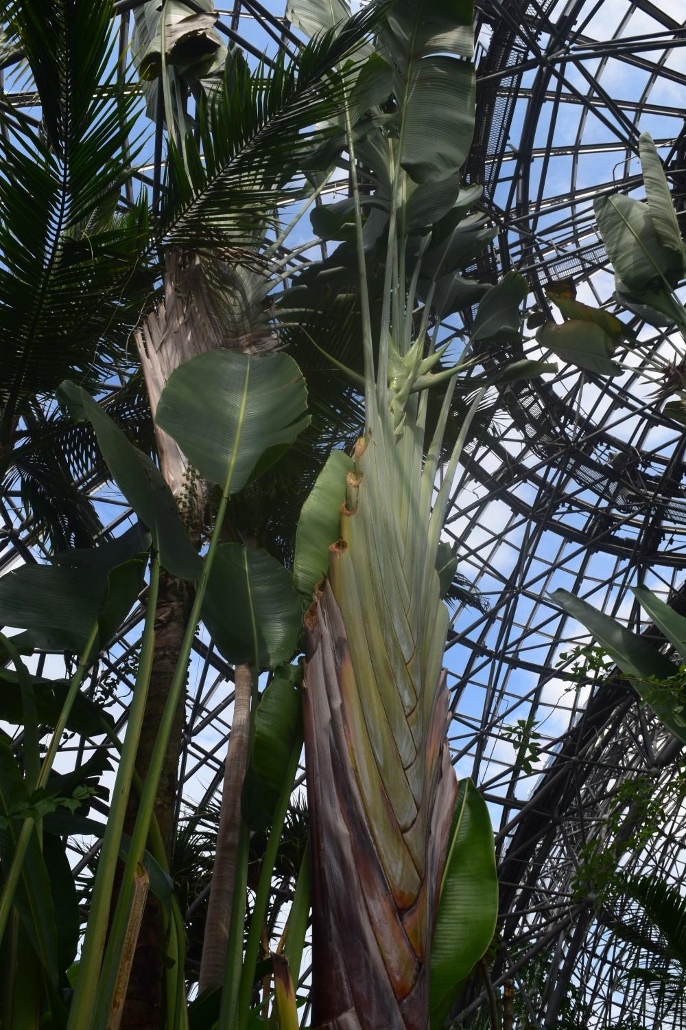 東京都 夢の島熱帯植物館おさんぽ🚶⑳  / hiroさんのモーメント