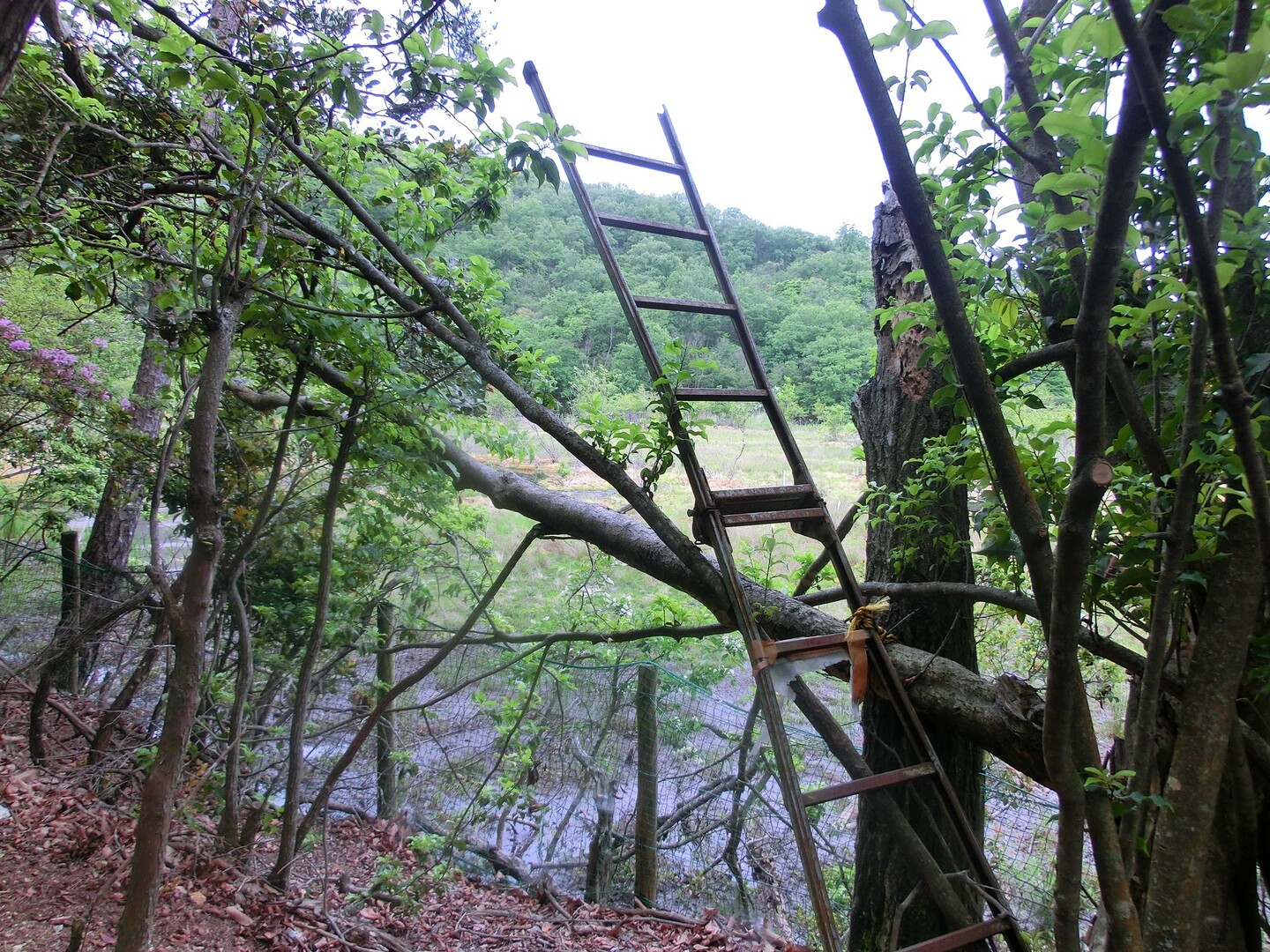 ンコ山からのぉ絶景 火床巡り チンコ山 松ヶ崎西山 万灯籠山 松ヶ崎東山 ソラノカナタさんの京都市の活動日記 Yamap ヤマップ