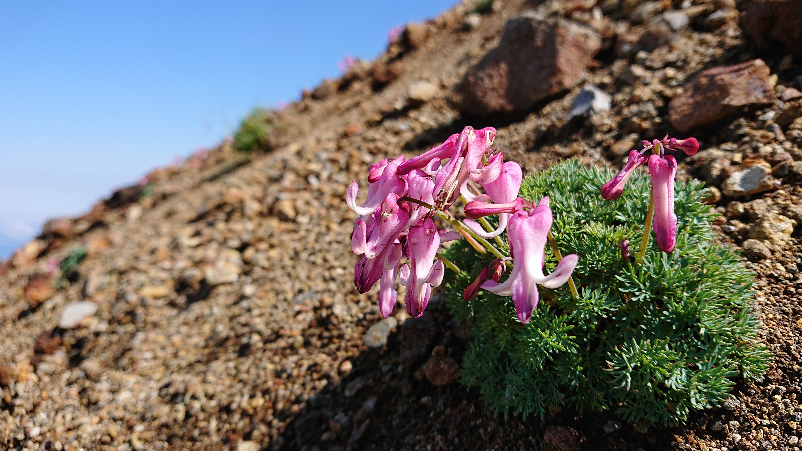 御嶽山 地下足袋登山 19 08 04 らん坊さんの御嶽山 継子岳 摩利支天山の活動データ Yamap ヤマップ