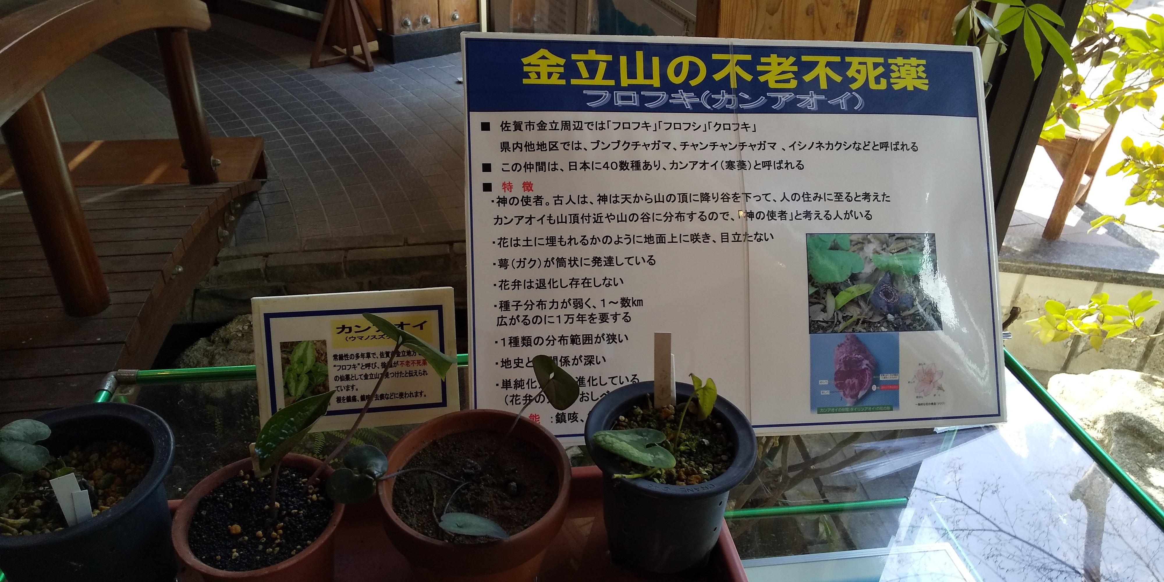 フロフキ 不老不死の薬草 【公式通販】