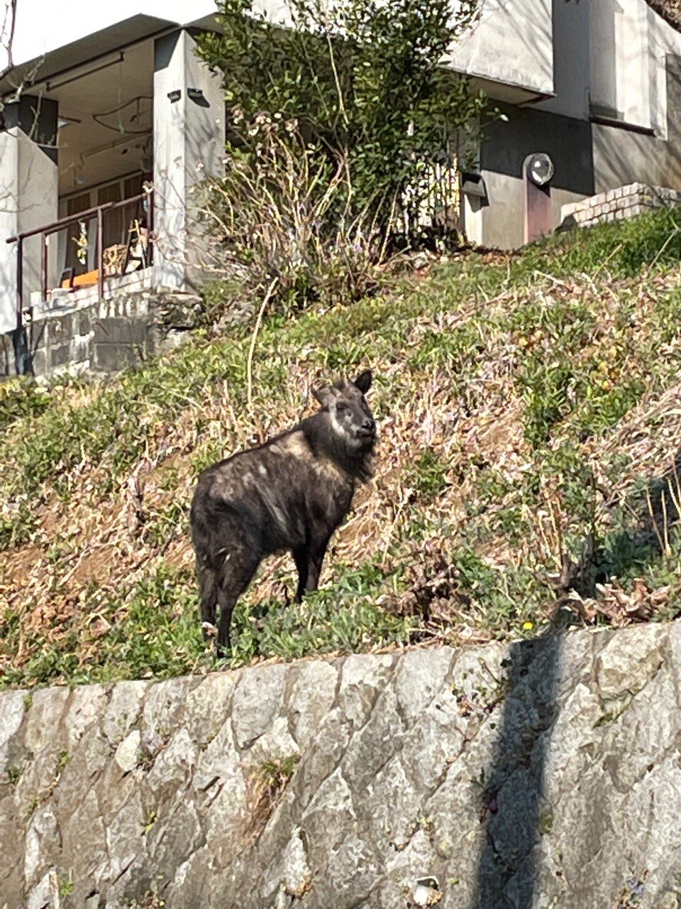 カモシカがお出迎え 阿須山 阿須赤城山 薔薇ままさんの加治丘陵 入間市 の活動データ Yamap ヤマップ