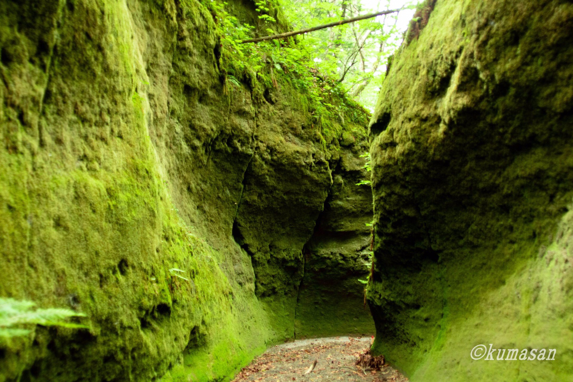 楓沢 苔の洞門 19 07 03 くまさん さんの樽前山 風不死岳の活動データ Yamap ヤマップ
