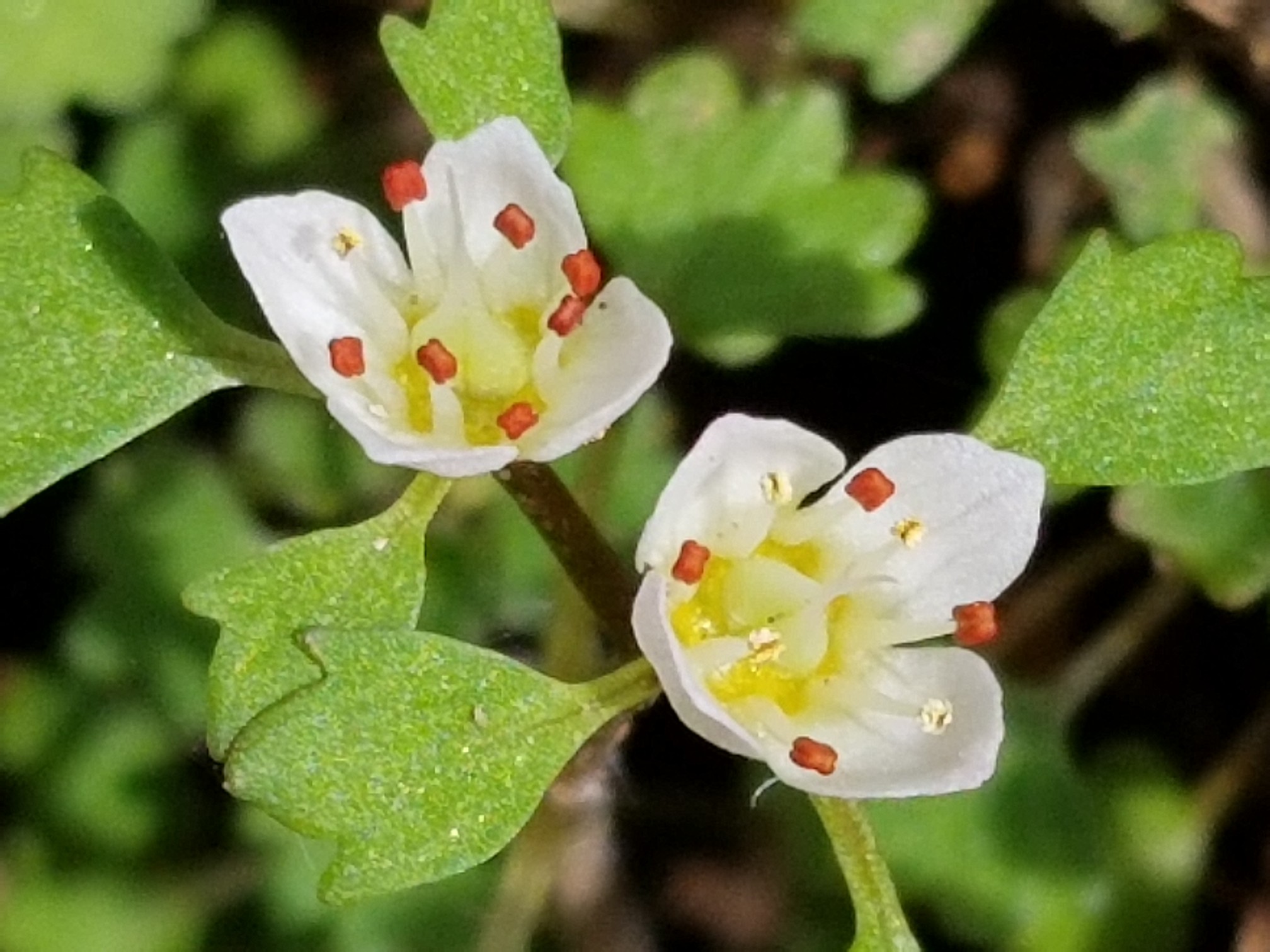 鳴神山でハナネコノメソウ ヤマカズさんの鳴神山 吾妻山の活動データ Yamap ヤマップ