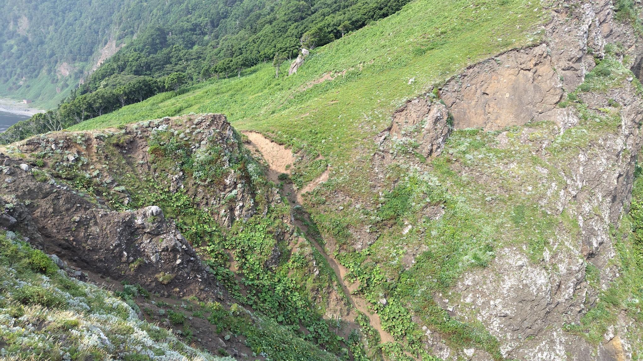 カブト岩の下り。草がはげた谷筋を下っていきます。
全体で100mの標高差があり、下部1/3ほどには残置ロープが張ってあります。
写真を撮り忘れましたが、30cmのペグ2本を利用して30mロープを出して、懸垂下降で上部1/3の30m降下しました。
下部のロープまでの中間部の30mほどは、斜面に生えている巨大なフキのような植物を手掛かりに下降していきます。
この植物は地面（斜面）に対して垂直に引っ張るとすぐに抜けてしまいますが、地面（斜面）に沿うように引っ張ると抜けづらい性質があります。持つときは引く方向に注意してください。
下部の残置ロープまでの距離を考えたら、50mのロープか、30mのロープを2本用意してもよいかも（帰還時の上り返し時にかなり楽になります）。
ちなみに、帰還時に見つけたのですが、ここにはロープの支点が設置されていないとされていますが、こっそりとアンカーが2本打たれてました（木や岩にロープを設置して残置するのは許容されていますが、人工物を残置することは禁止されているようですので、いつまでアンカーが設置されているかは不明です）。
