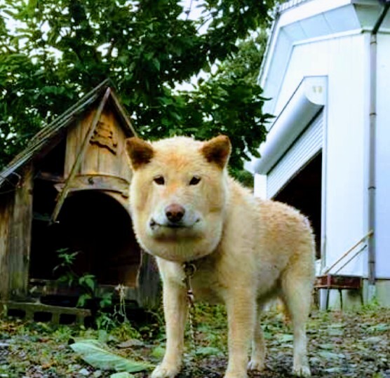 人は皆 孤独の中生きている あの鐘を鳴らすのはあなた 五頭山二週連続登山 五十公野さんの五頭山 菱ヶ岳 宝珠山の活動日記 Yamap ヤマップ