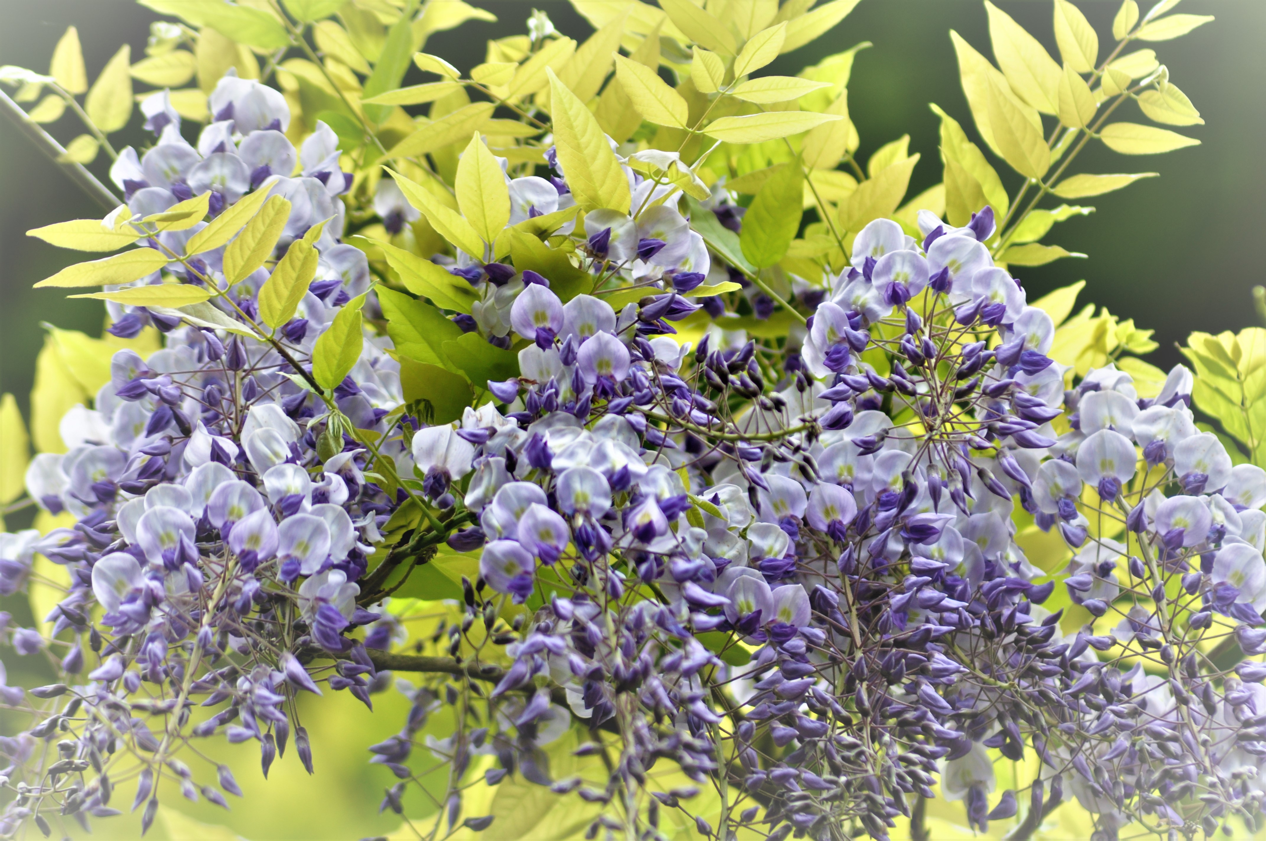 鬼滅の刃 に登場する鬼殺隊の最上級剣士 スネークさんのモーメント Yamap ヤマップ