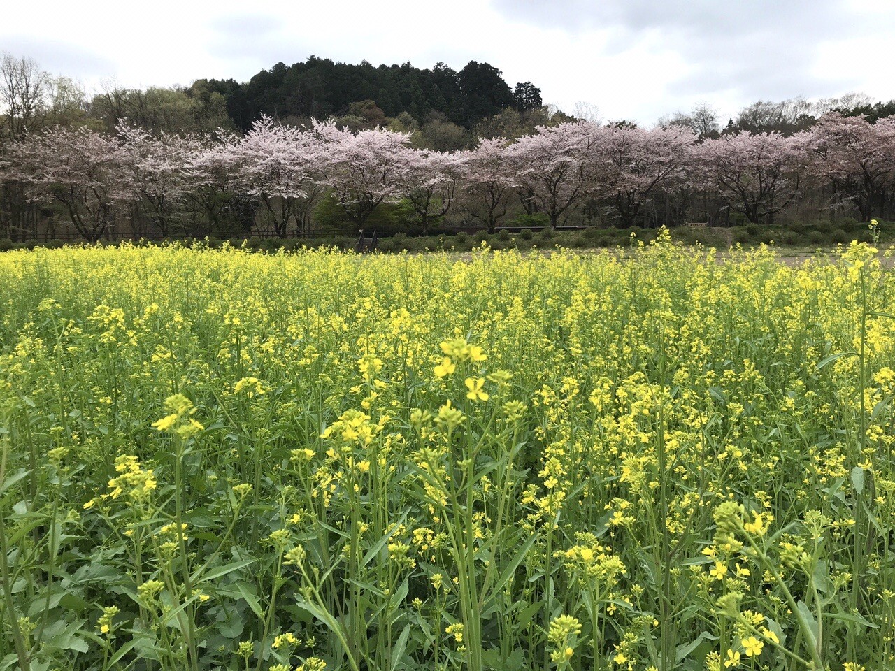 友達と桜と菜の花とアオダモと ヒラさんさんの日和田山 物見山の活動データ Yamap ヤマップ