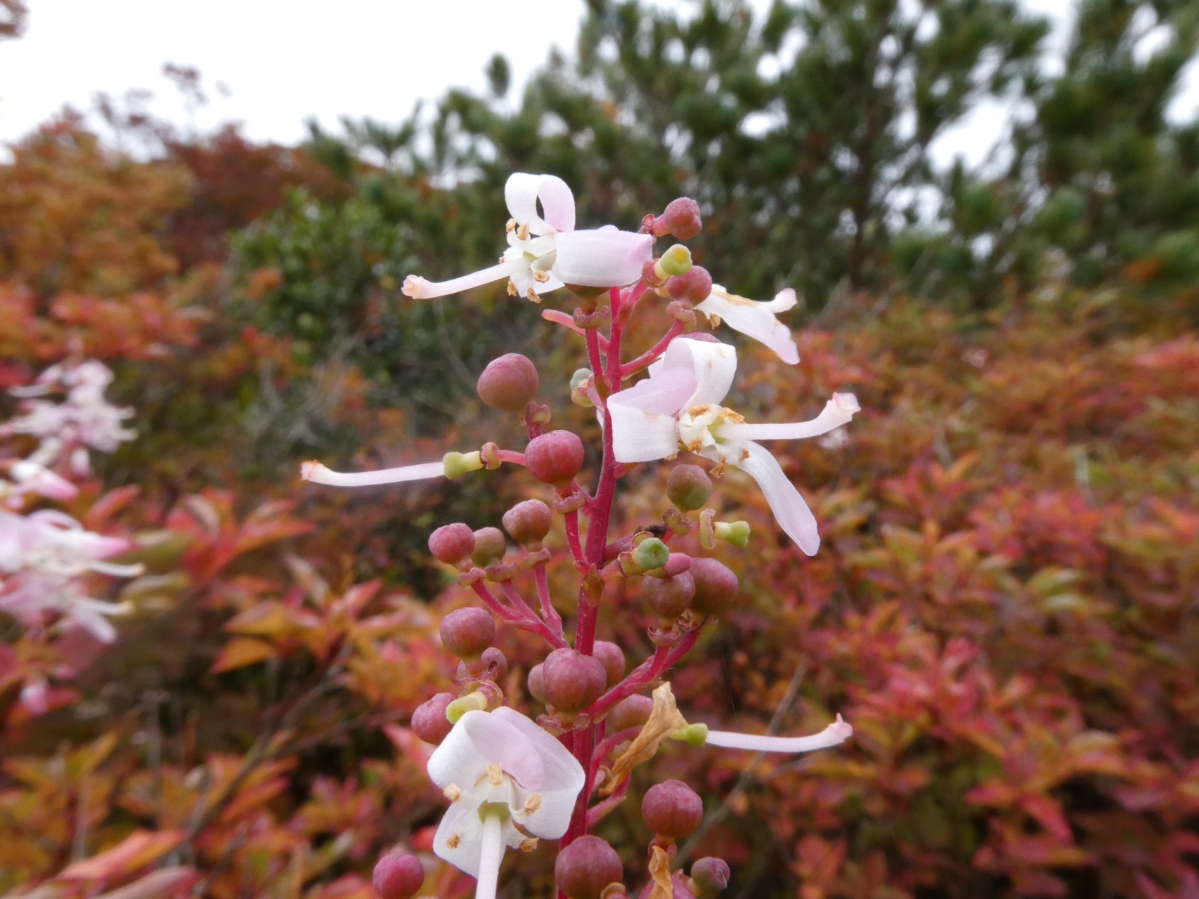 沼ッ原から姥ヶ平 ひょうたん池2020 10 06 ゴマさんの茶臼岳 那須岳 三本槍岳 赤面山の活動データ Yamap ヤマップ