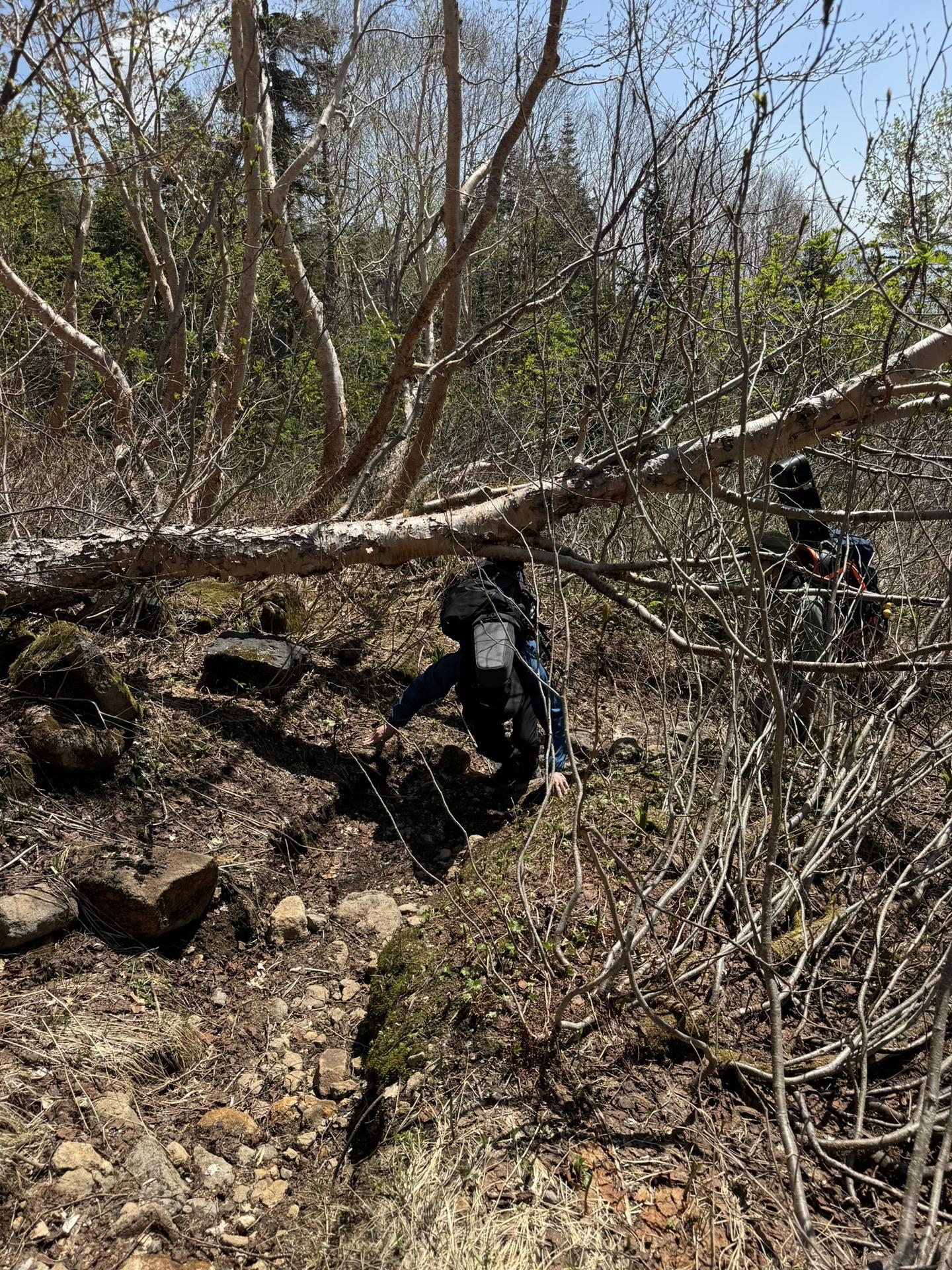 倒木があったり、非常に進みづらいです。背の高い鍵盤を背負ってる私は、這いつくばるようにしたり、角度を合わせてイライラ棒のように通り抜けたり、、大変でした。