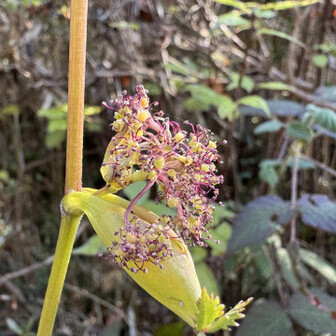 生駒山・神津嶽・大原山 まさかの野竹（ノダケ）❣️