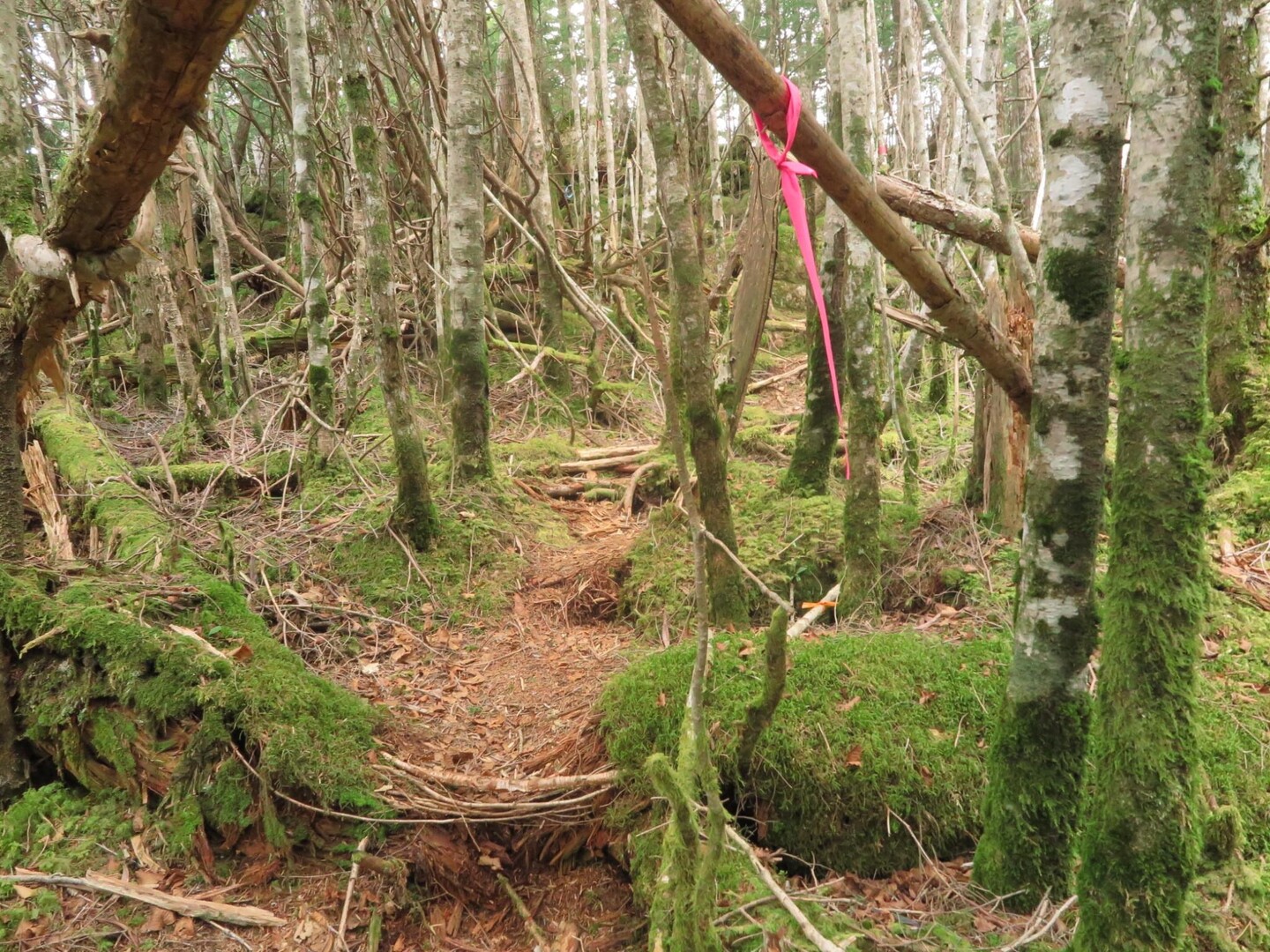 金峰山・小川山・瑞牆山周回の写真