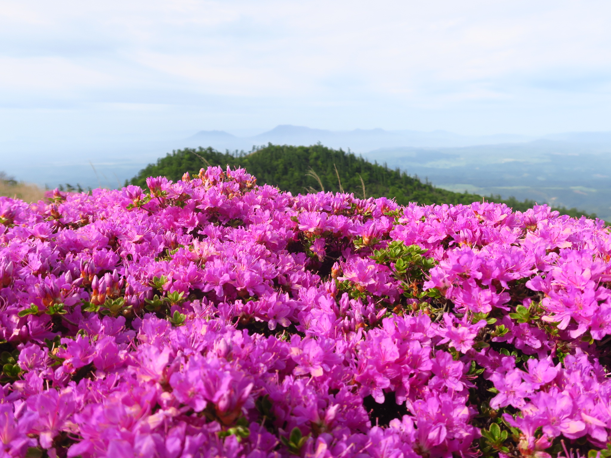 深山霧島ブーケがかわいい猟師岳 じなしさんの涌蓋山 猟師山の活動データ Yamap ヤマップ
