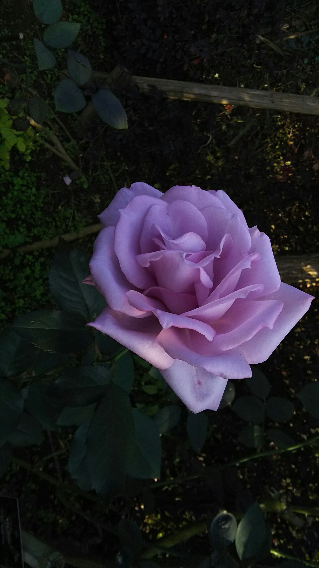 花菜ガーデン 秋バラ散策 マンディさんの高麗山 湘南平 鷹取山の活動日記 Yamap ヤマップ