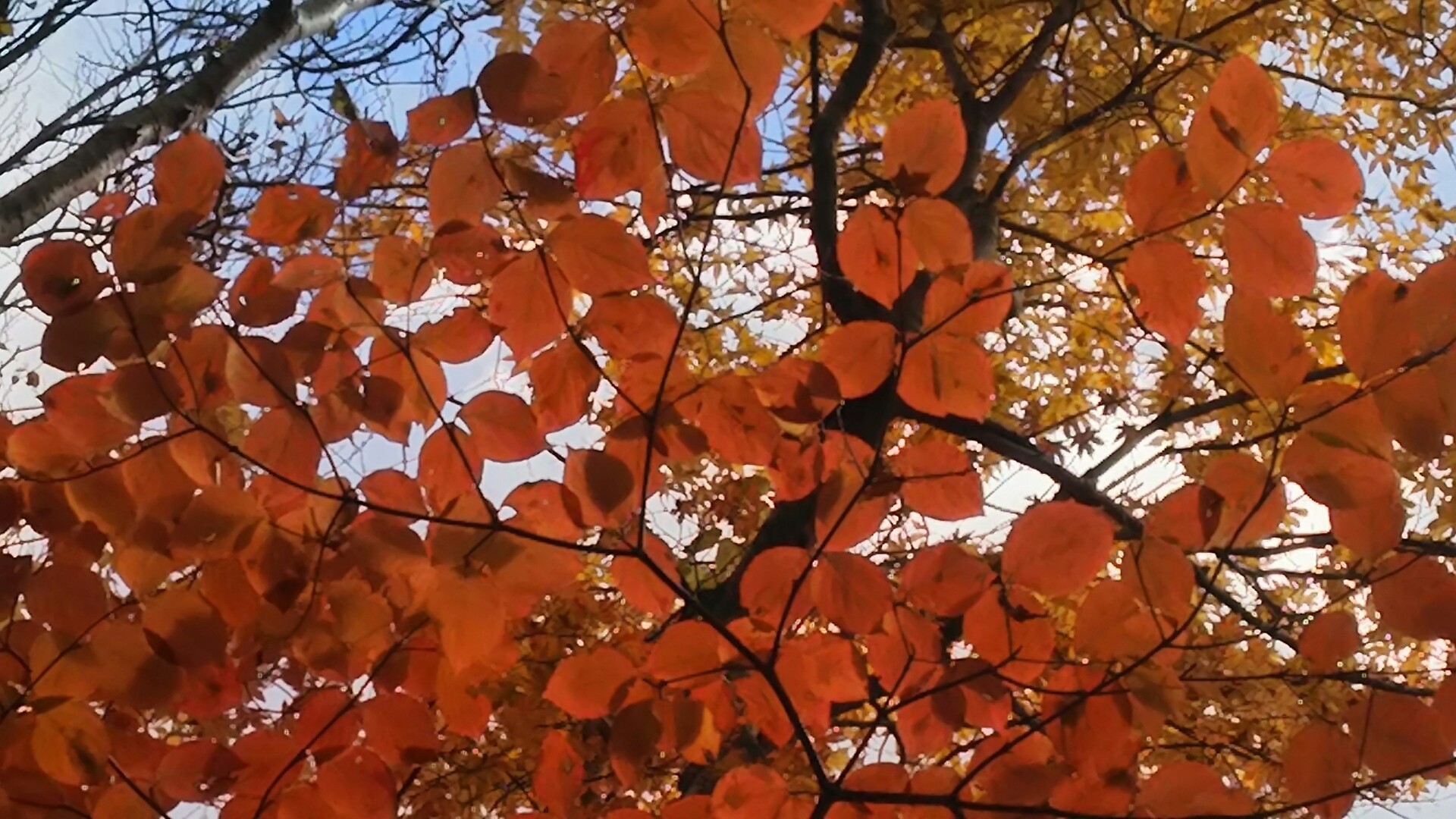 由布岳 紅葉状況 ゆふふさんの由布岳 鶴見岳の活動データ Yamap ヤマップ
