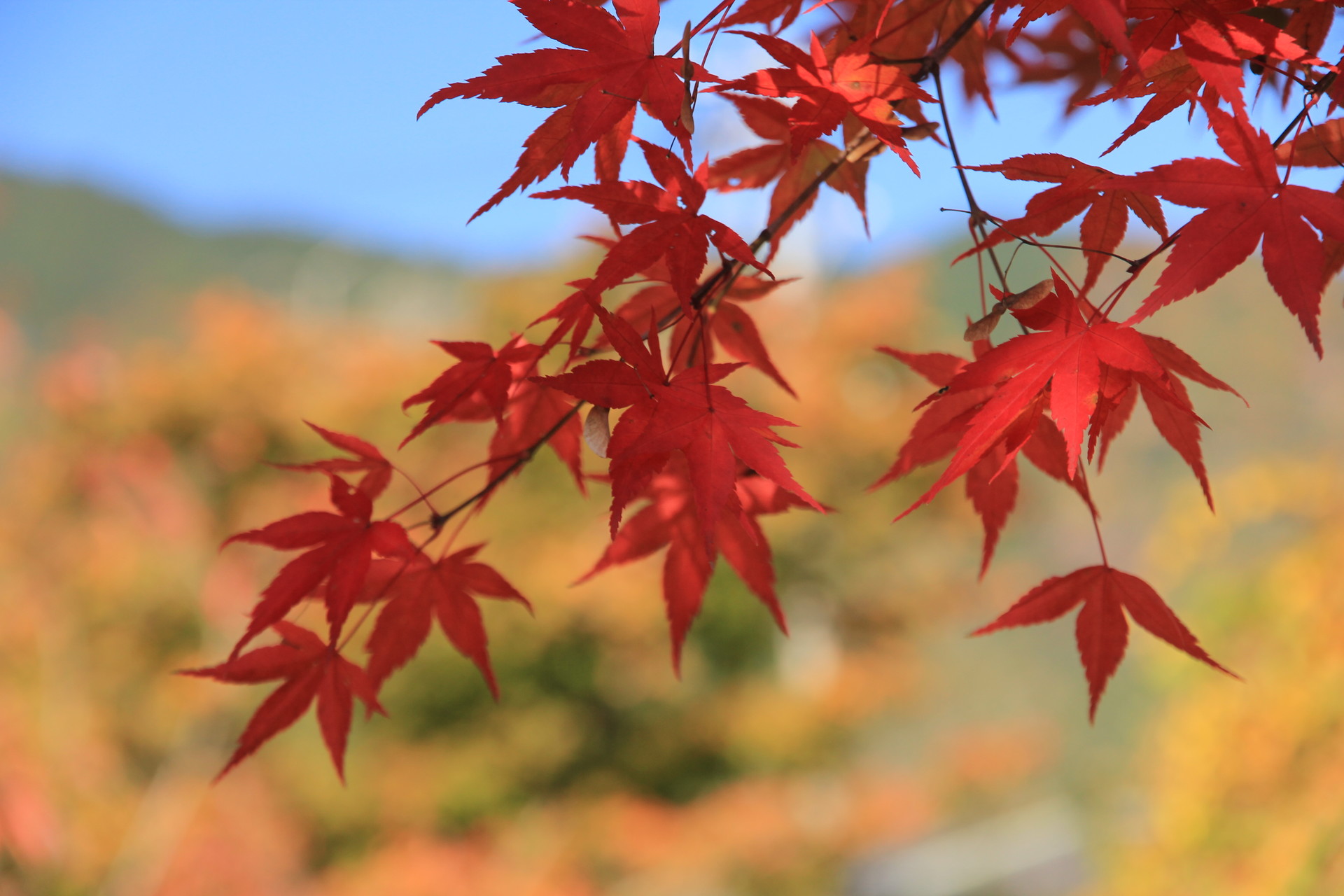 紅葉ツーリング 谷汲山 華厳寺 徳山ダム Max00gtrさんの妙法ヶ岳 華厳寺の活動データ Yamap ヤマップ