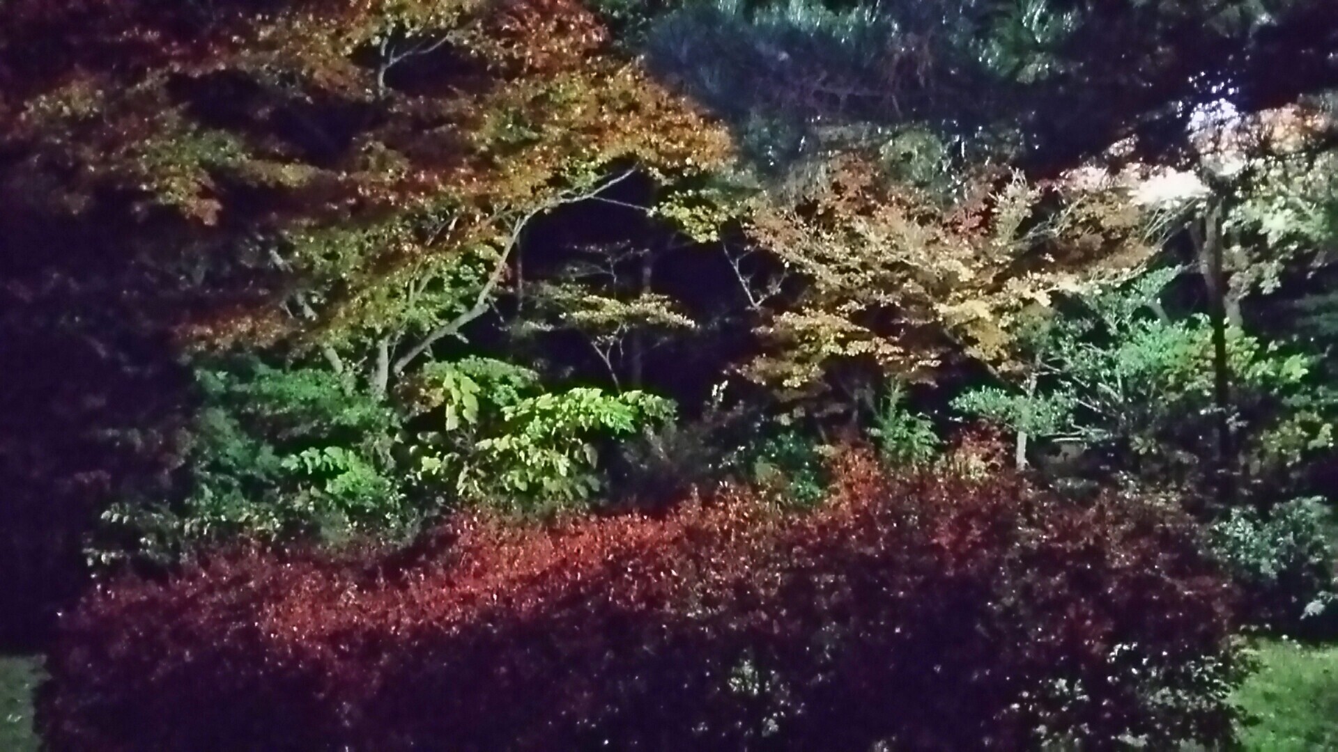 五十公野山 夜のトレイル ぬのさんの五十公野山の活動日記 Yamap ヤマップ