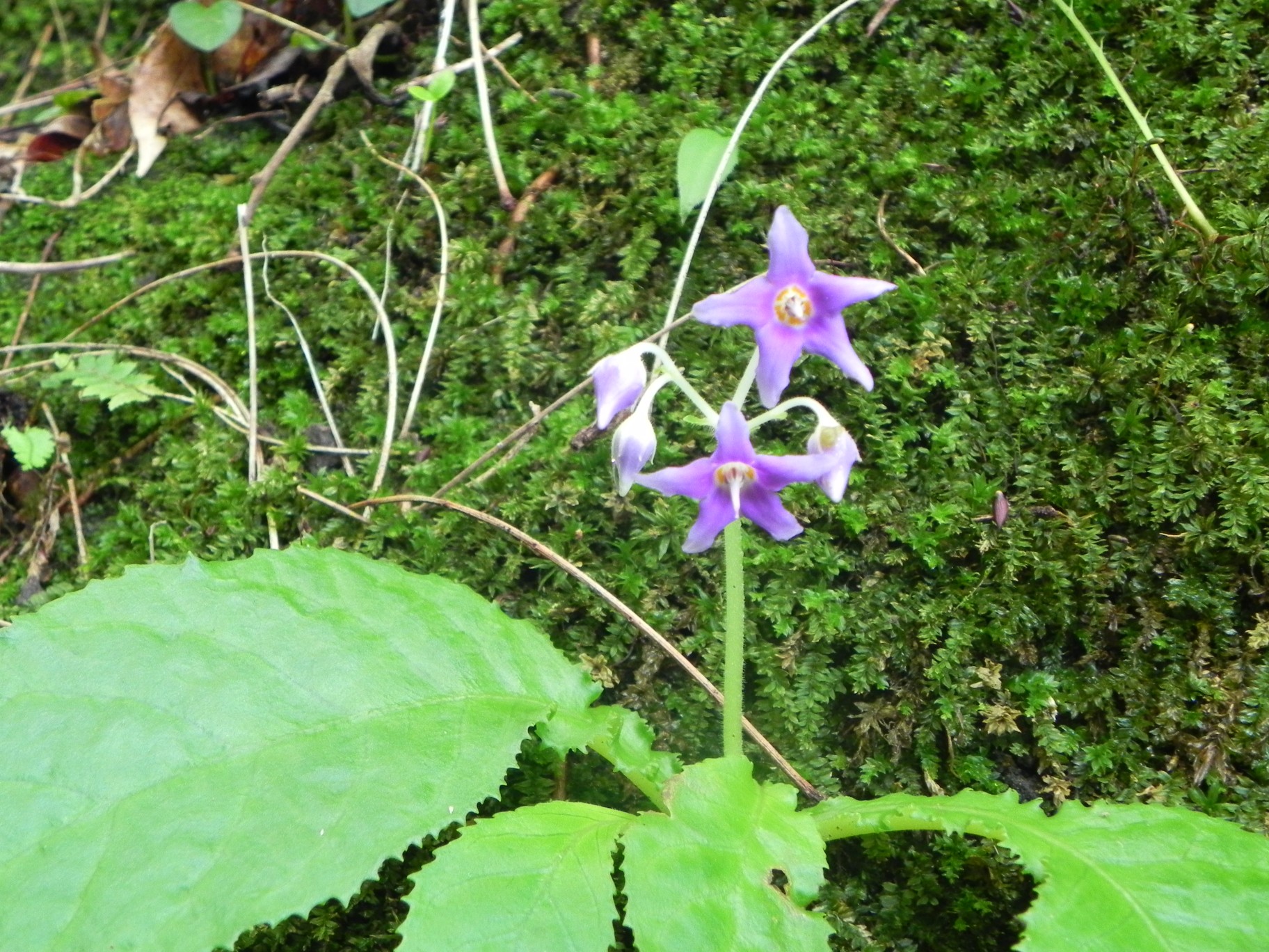イワタバコを愛でに なまちゃんさんの鋸山の活動データ Yamap ヤマップ