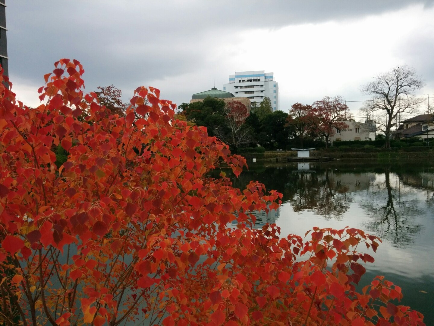佐賀城公園の紅葉 と佐賀さいこうフェス Satさんの佐賀市 大川市の活動日記 Yamap ヤマップ