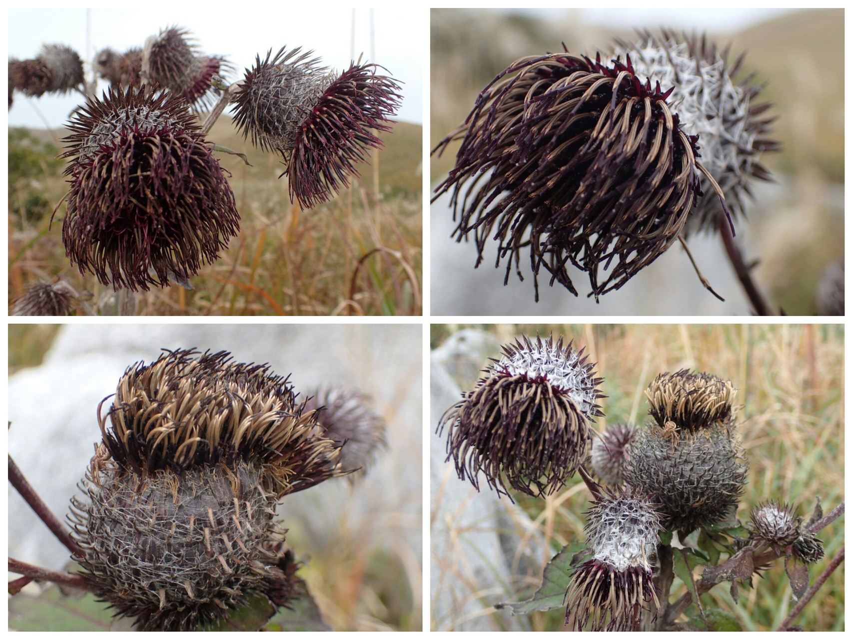 風の谷一族の古い伝承にある青き衣の者にnodapyonは出会った 世界ウルルン滞在記風に Nodapyonさんの平尾台 貫山 水晶山の活動日記 Yamap ヤマップ