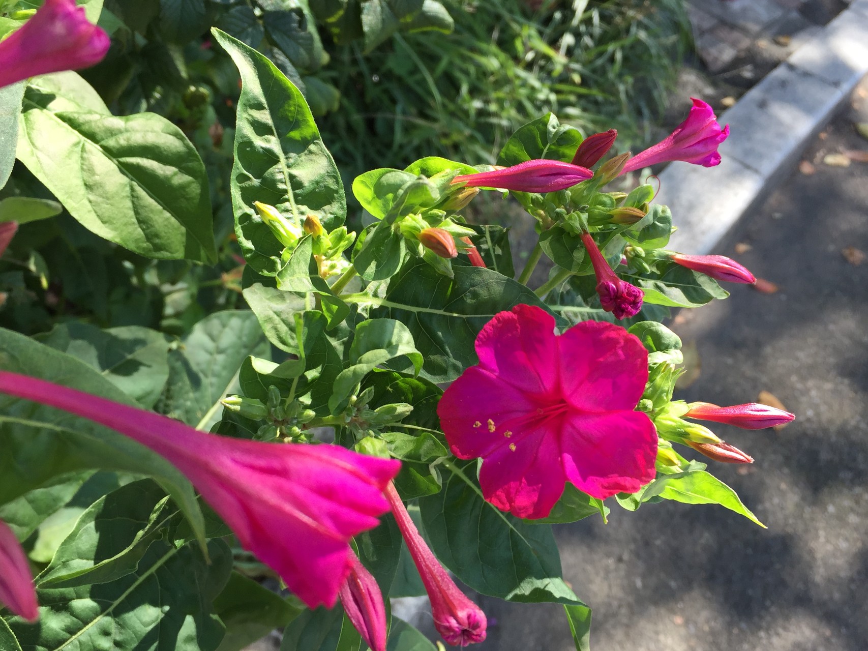 非山レポなり 花レポ10月編 リンダさんの東京都23区 南エリアの活動日記 Yamap ヤマップ