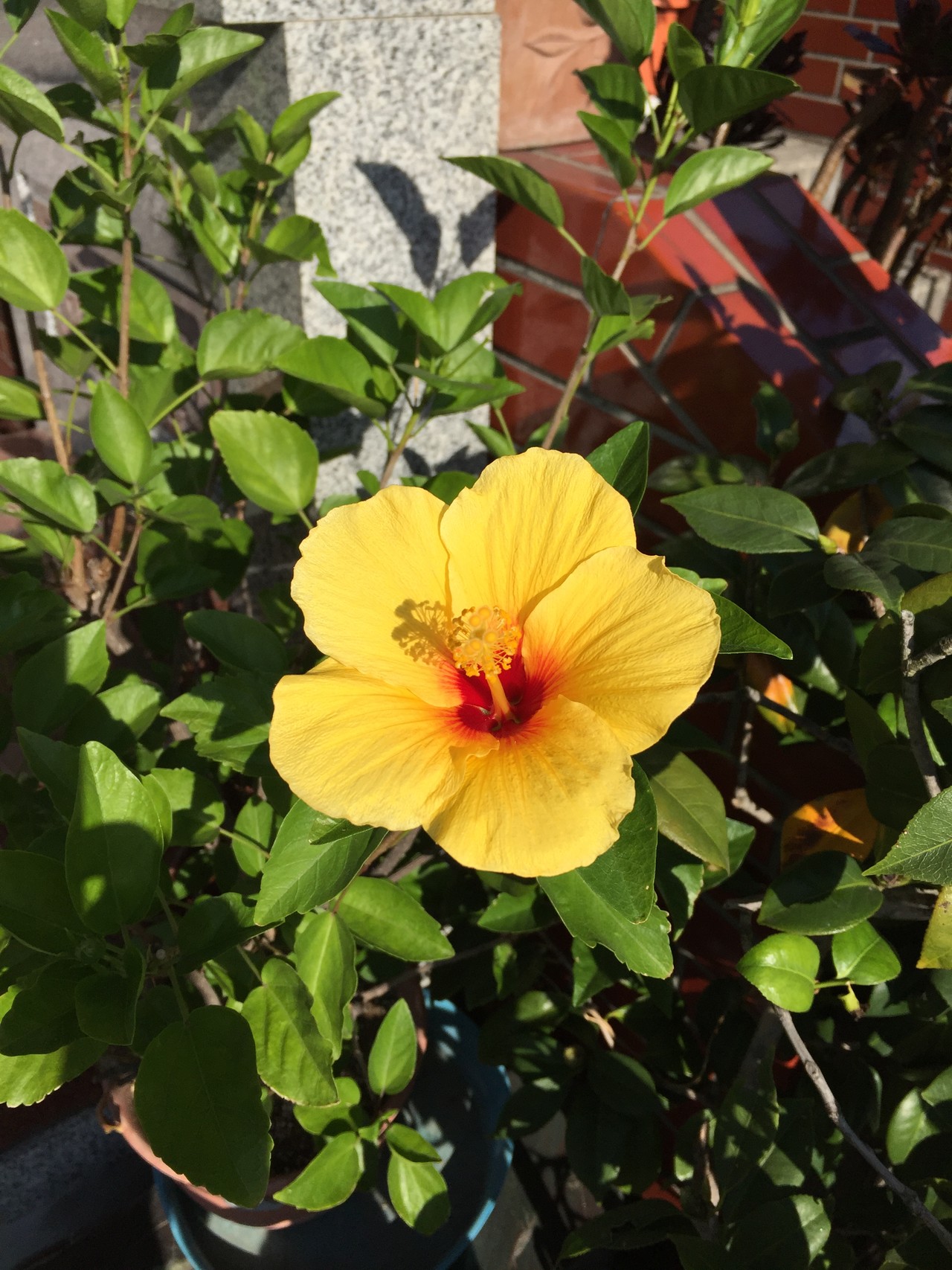 非山レポなり 花レポ10月編 リンダさんの東京都23区 南エリアの活動日記 Yamap ヤマップ