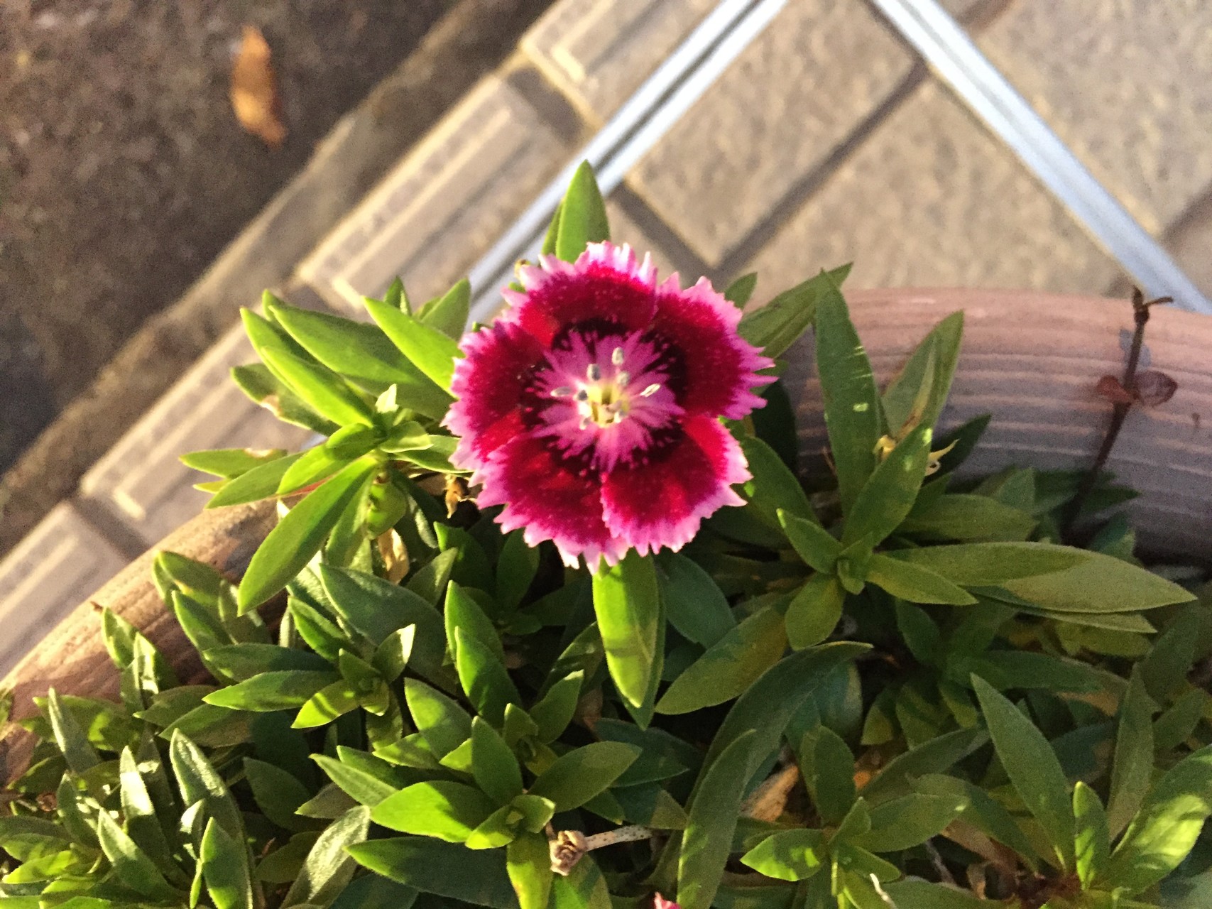 非山レポなり 花レポ10月編 リンダさんの東京都23区 南エリアの活動日記 Yamap ヤマップ