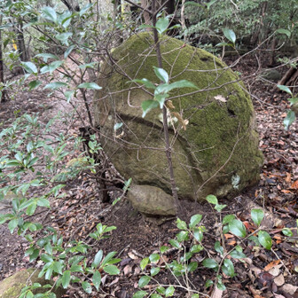 紀泉アルプス・飯盛山・ボンデン山 丸い石やなぁと思うと、亀の頭に見えてきた🐢