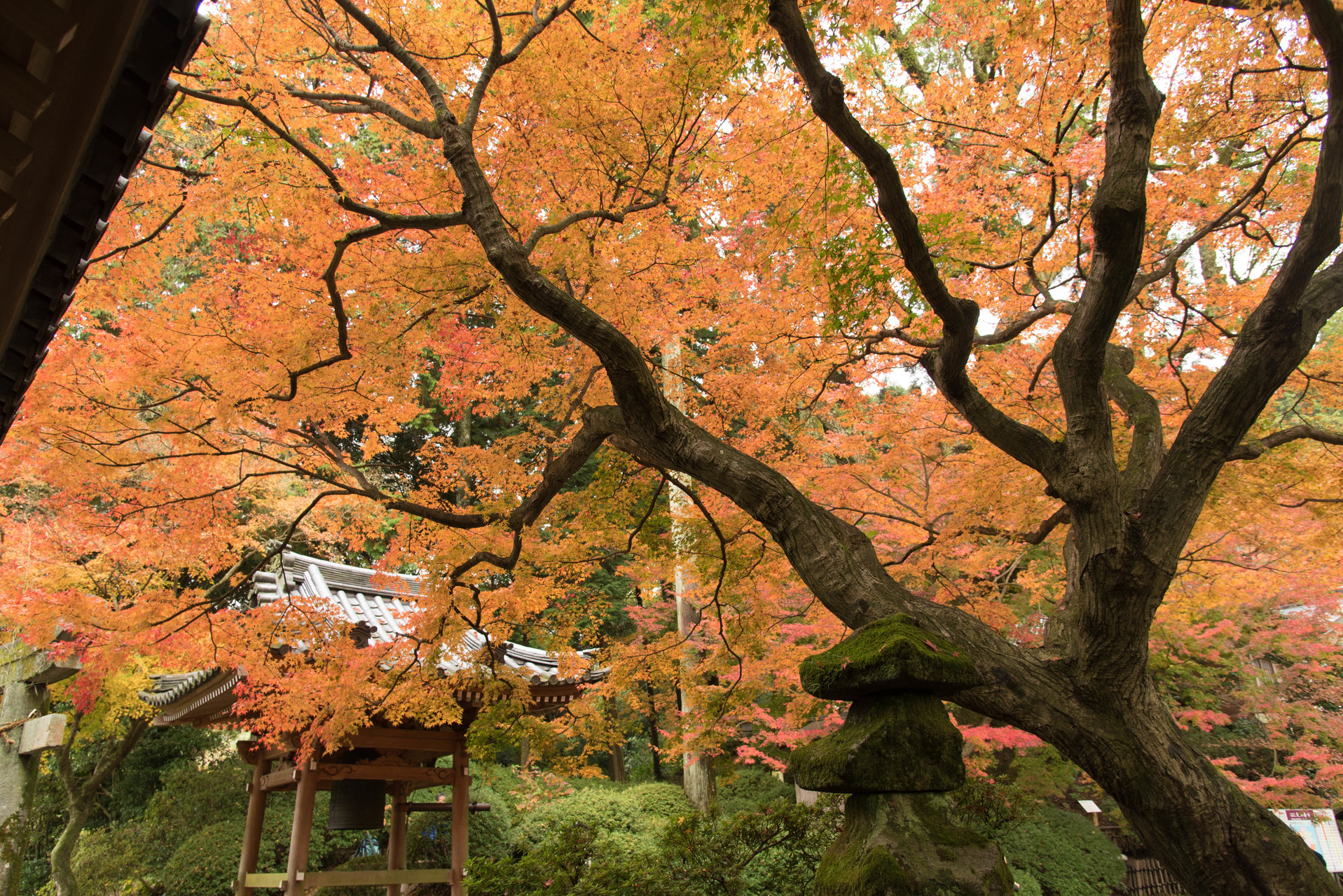紅葉巡り 大興善寺 秋月城跡 篠栗九大の森 ガオガオさんの天拝山 基山の活動日記 Yamap ヤマップ