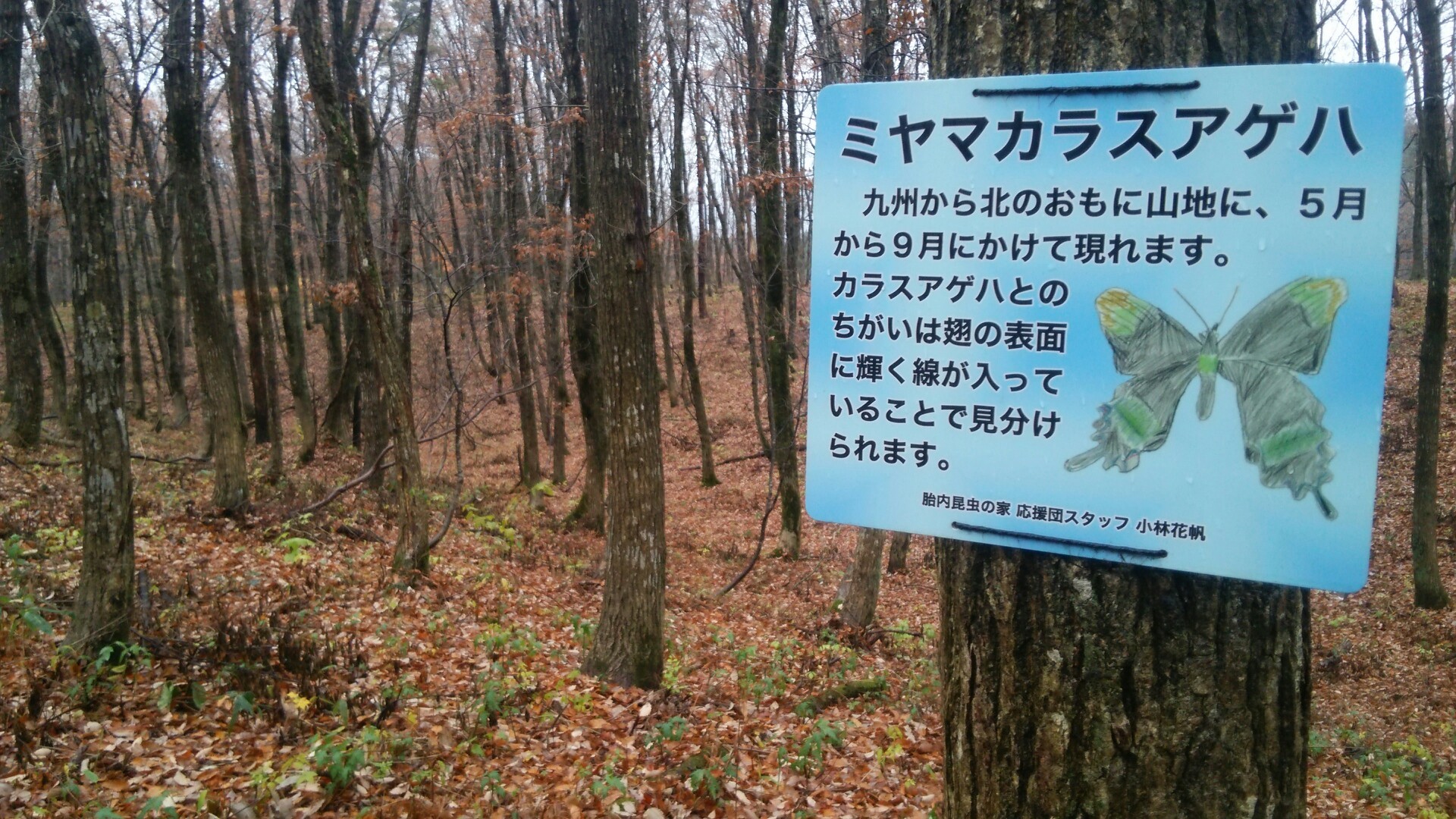 胎内平、トレイルランニングコースを歩く / ぬのさんの牟礼山（新潟県 