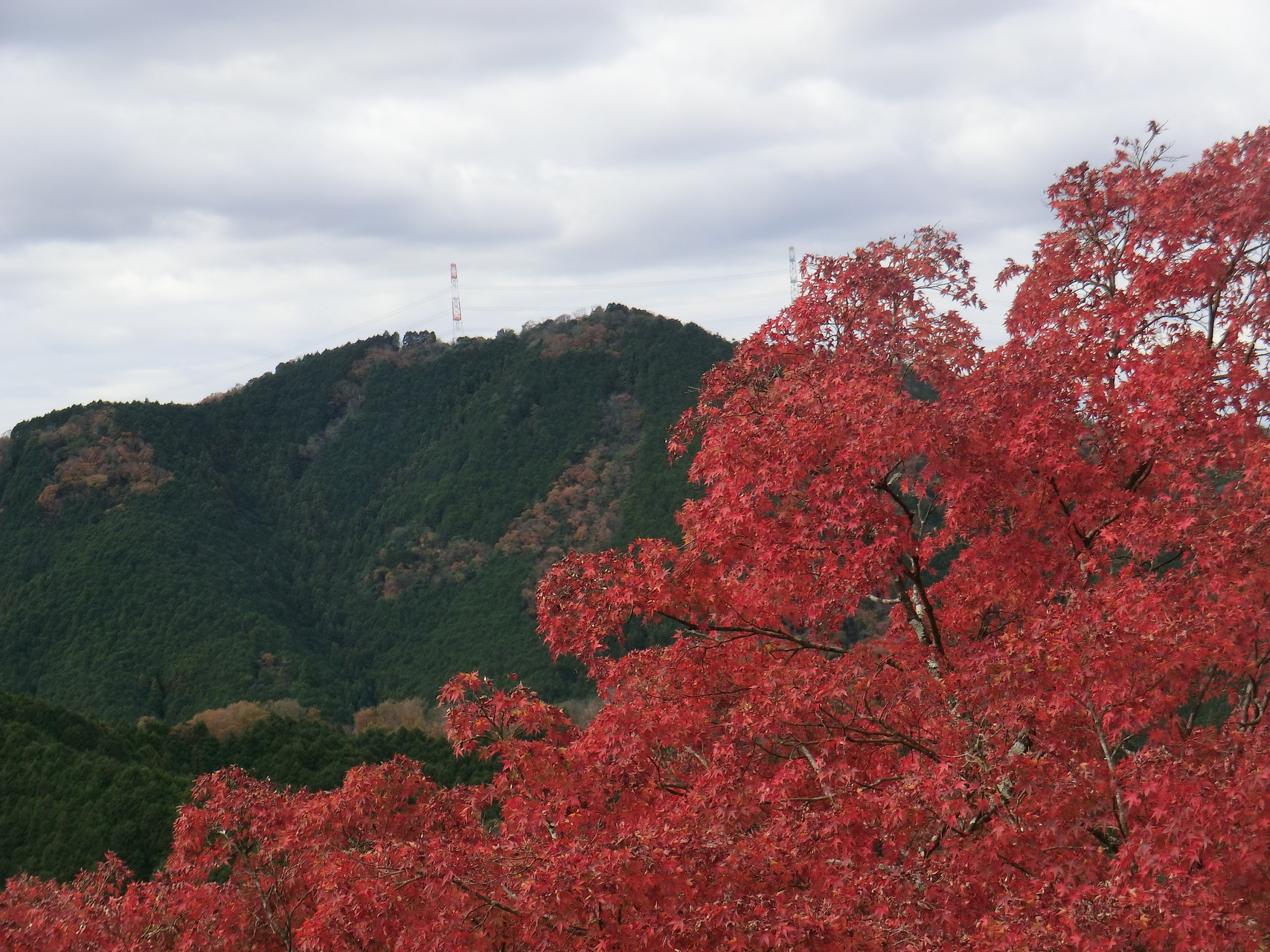 紅葉ブギウギ 京都の隠れ紅葉スポット 笠置山自然公園 Toppoさんの奈良市 東部の活動データ Yamap ヤマップ