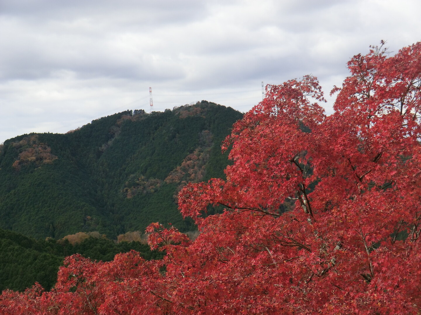 紅葉ブギウギ 京都の隠れ紅葉スポット 笠置山自然公園 Toppoさんの奈良市 東エリア の活動データ Yamap ヤマップ