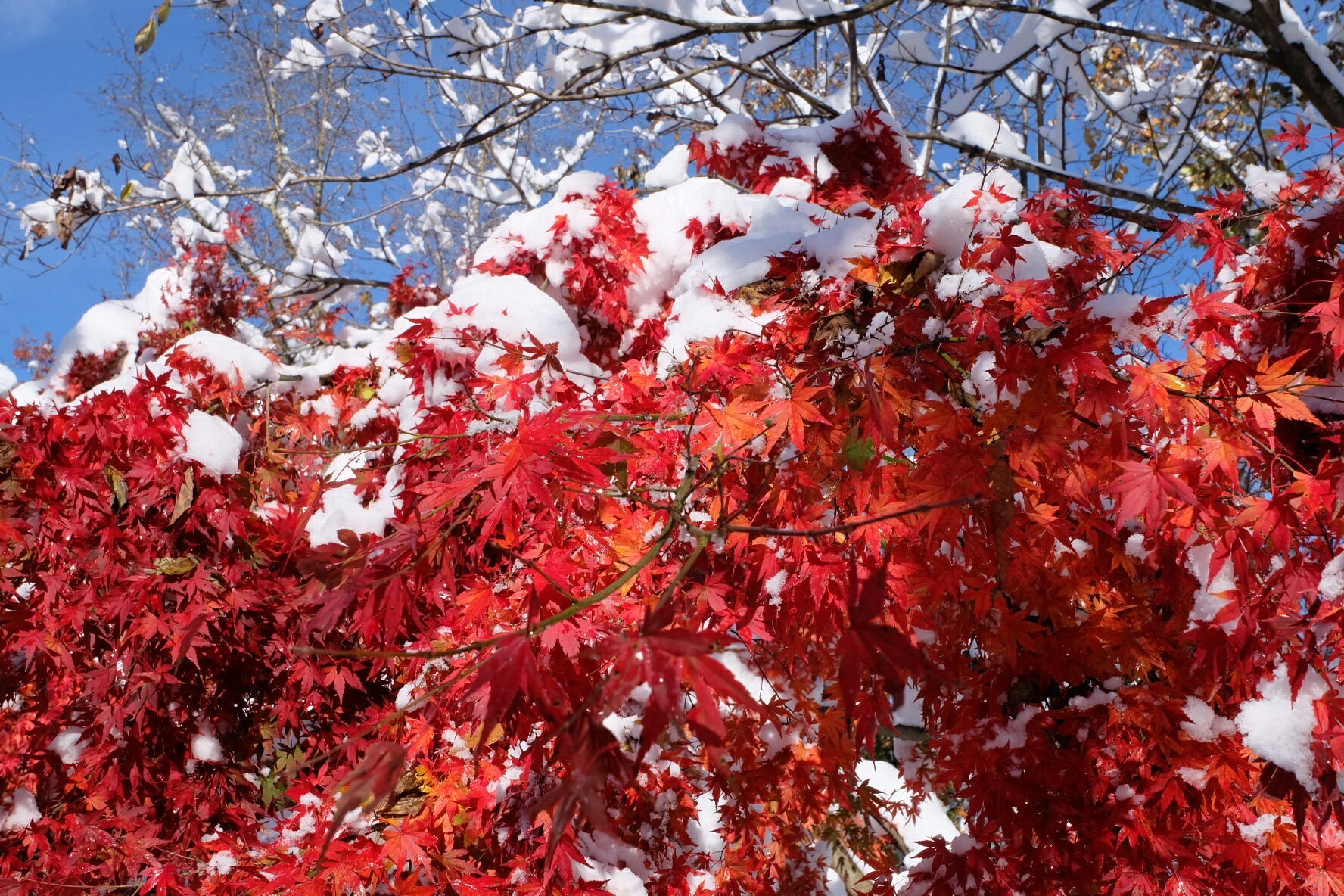 高尾山 雪と紅葉と青空の絶景ヽ ノ 秋野きりんさんの高尾山 陣馬山 景信山の活動日記 Yamap ヤマップ