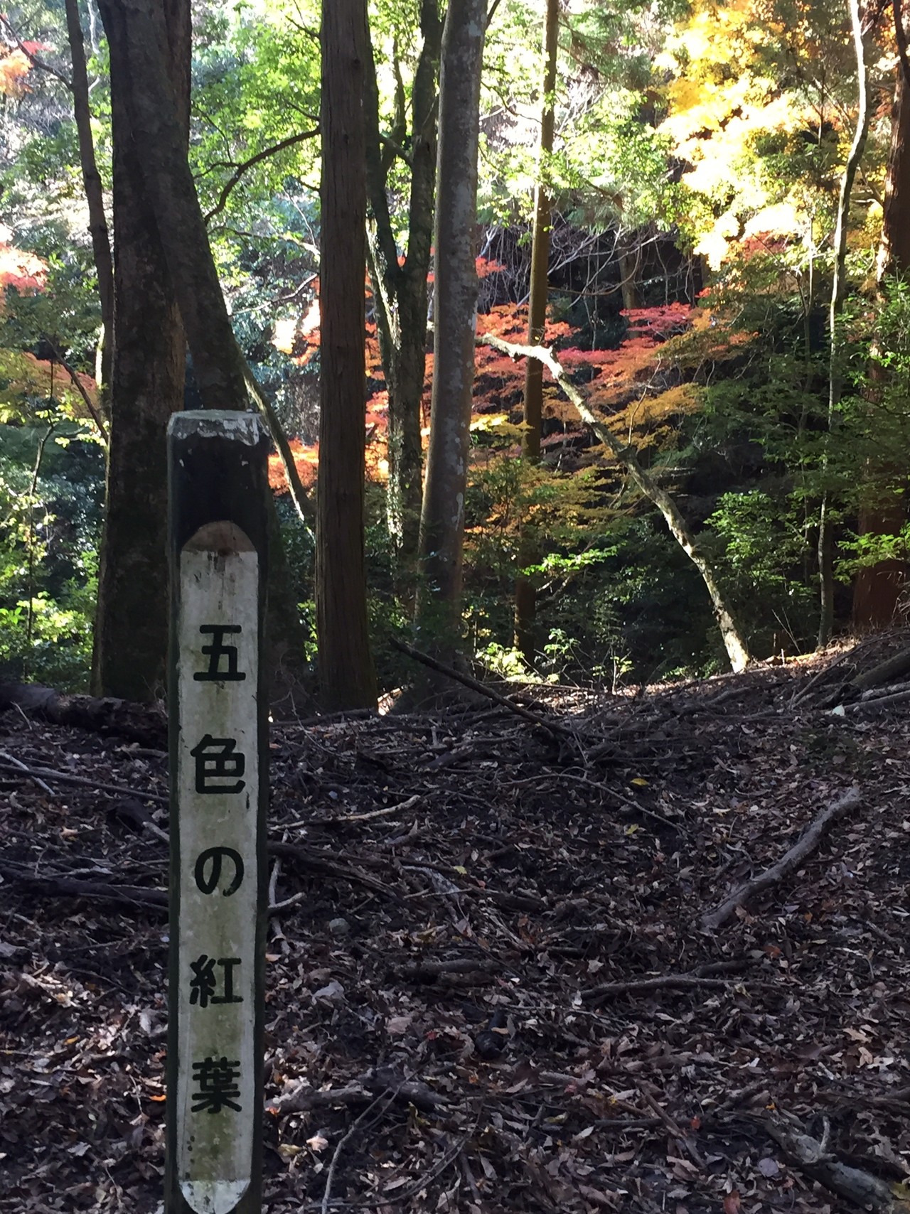 奈良の春日山原始林のハイキングコース Hiroshi Sakamotoさんの奈良市 東部の活動日記 Yamap ヤマップ