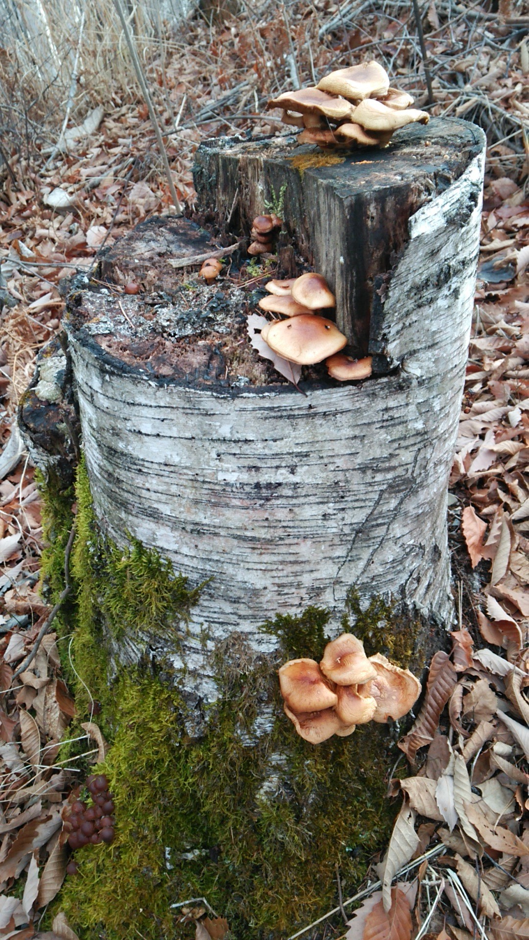 初めてのなめこ採り P Q きの子さんの乗鞍岳の活動日記 Yamap ヤマップ